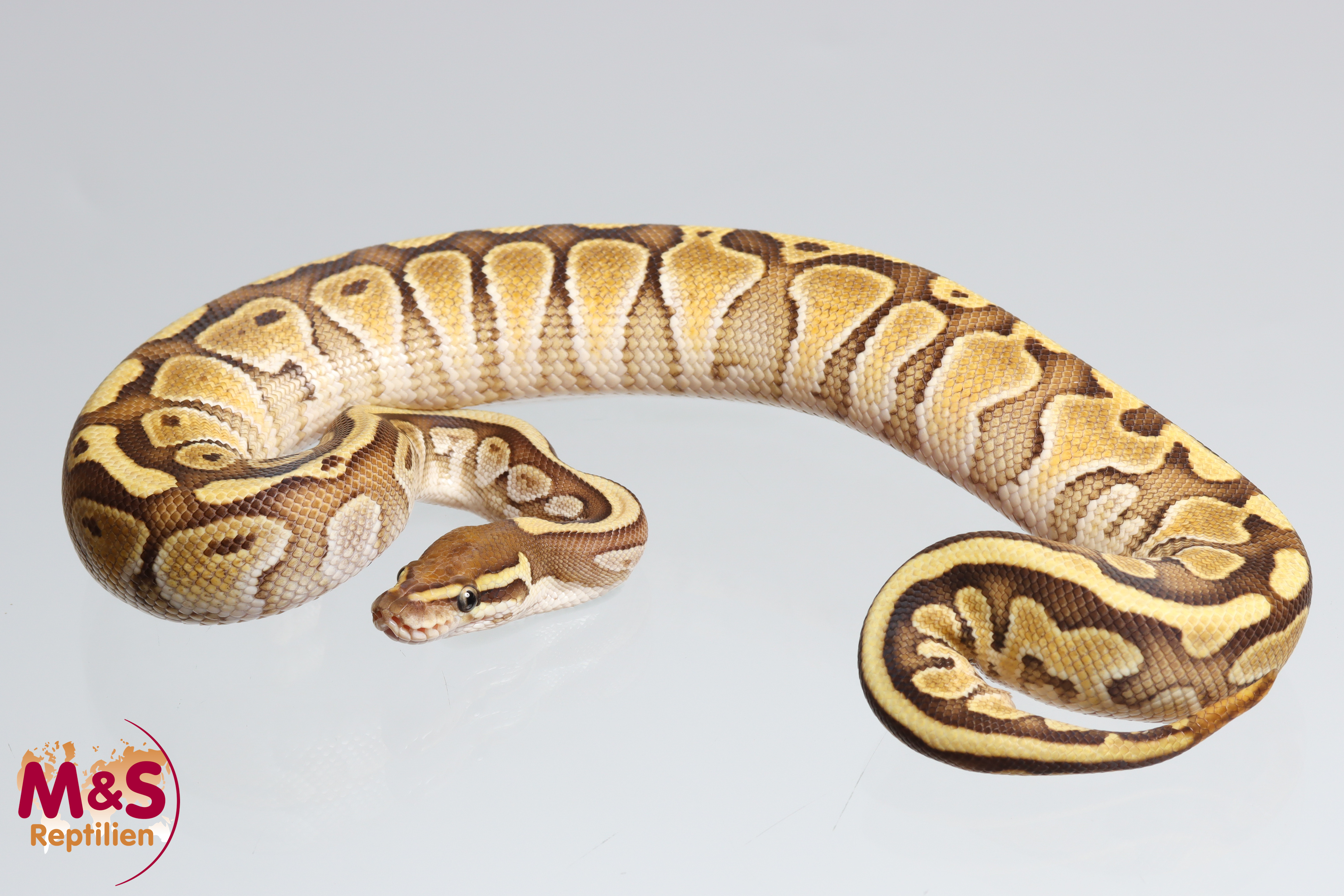 1.0 (Male) Butter 100 % DH Ghost-Piebald Königspython NZ´25 Python regius