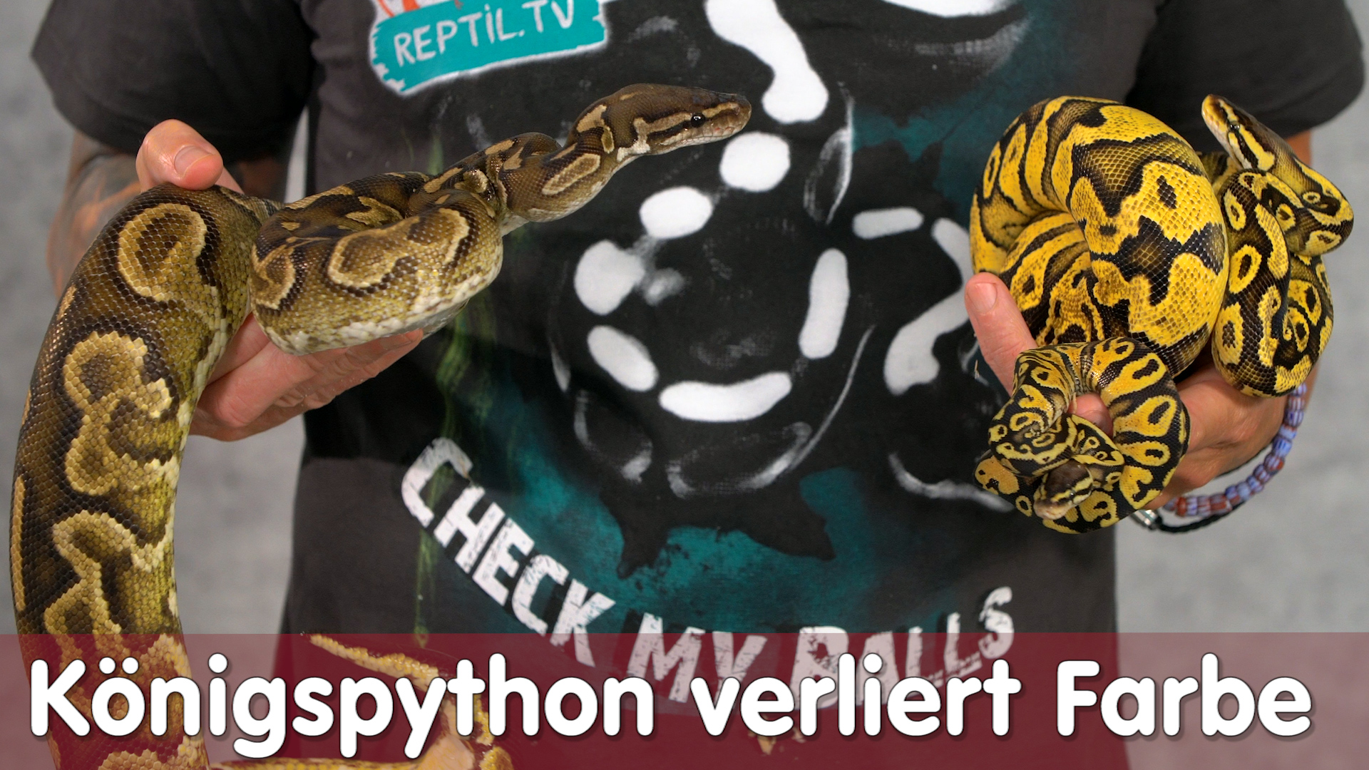 Folge 118 - Königspython verliert Farbe | Farbunterschiede jung & alt