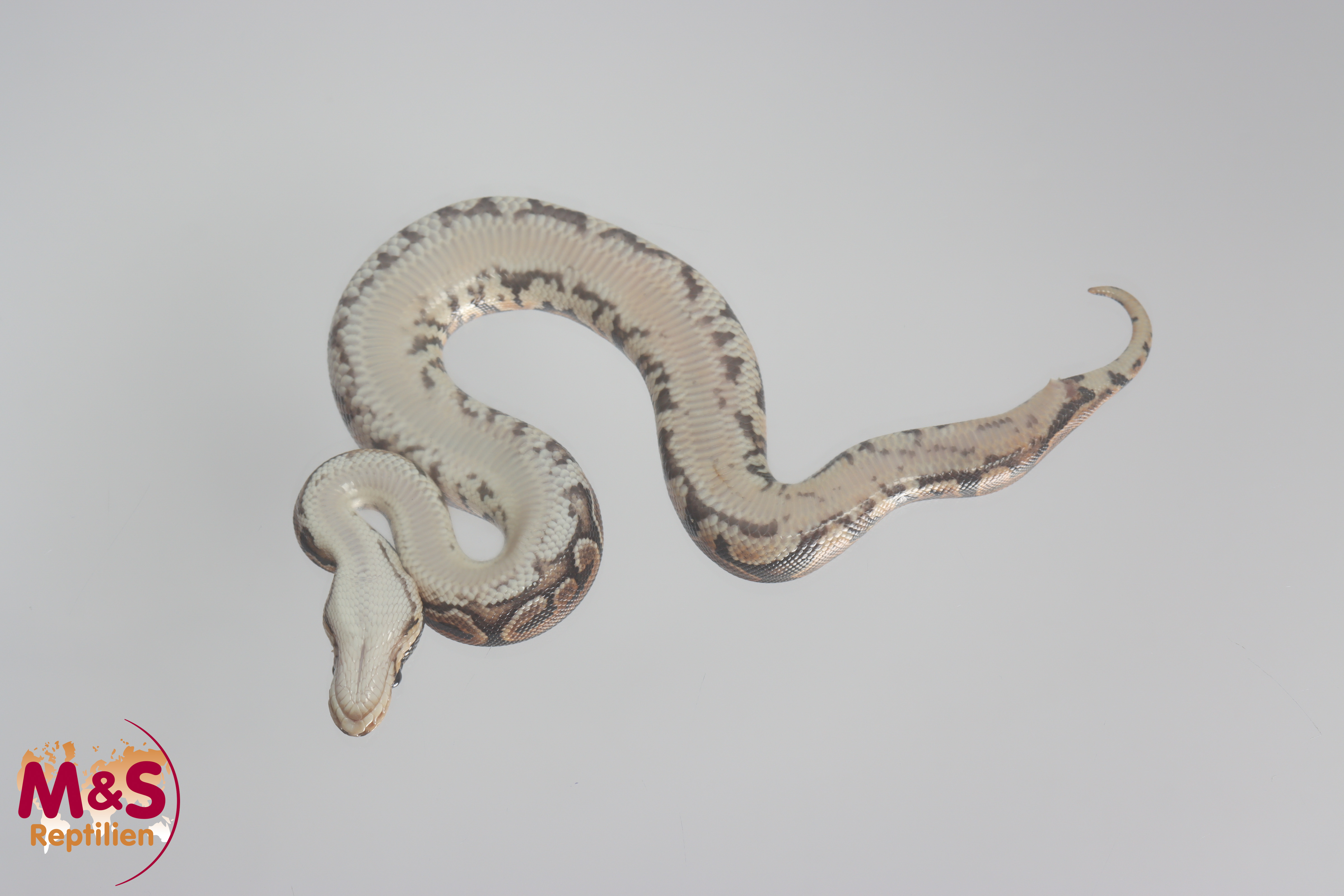 0.1 (Female) Cinnamon Königspython NZ´M&S´22 Python regius