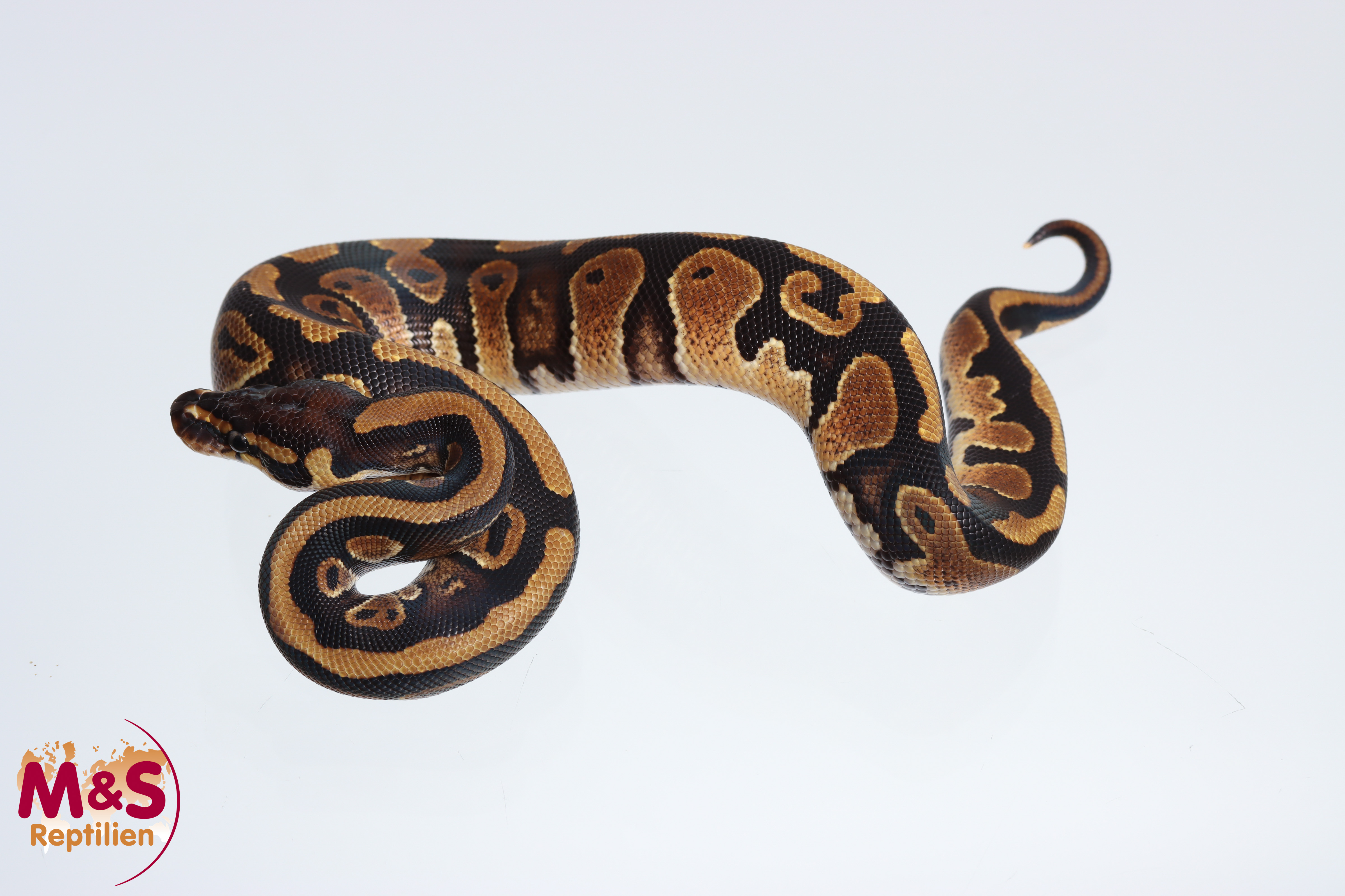 1.0 (Male) Copper 100% hetero Piebald Königspython NZ'M&S'24 Python regius