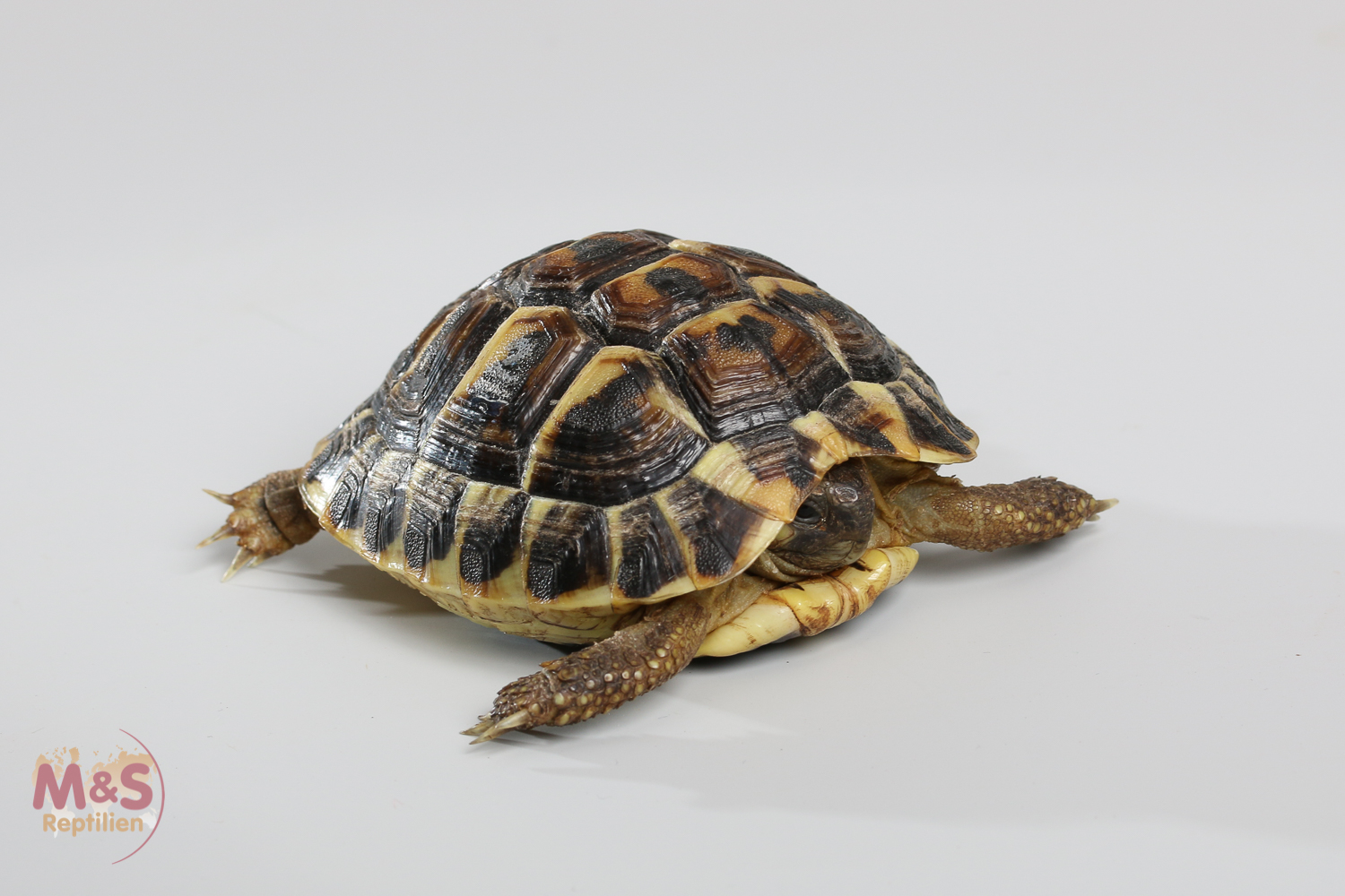 Griechische Landschildkröte (small) -Westrasse- NZ´24 Testudo h. hermanni
