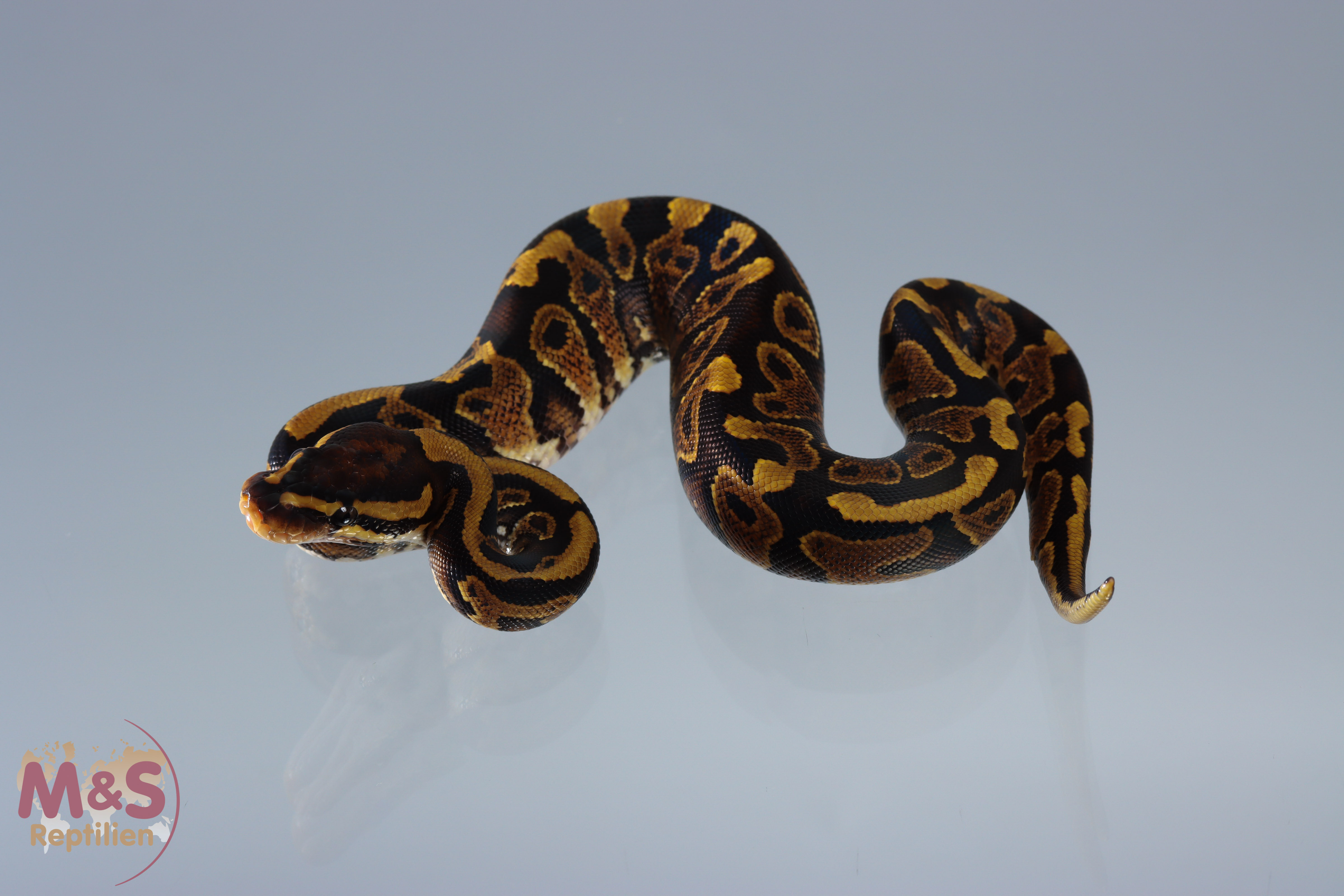 1.0 (Male) Gravel Königspython NZ´M&S´20 Python regius