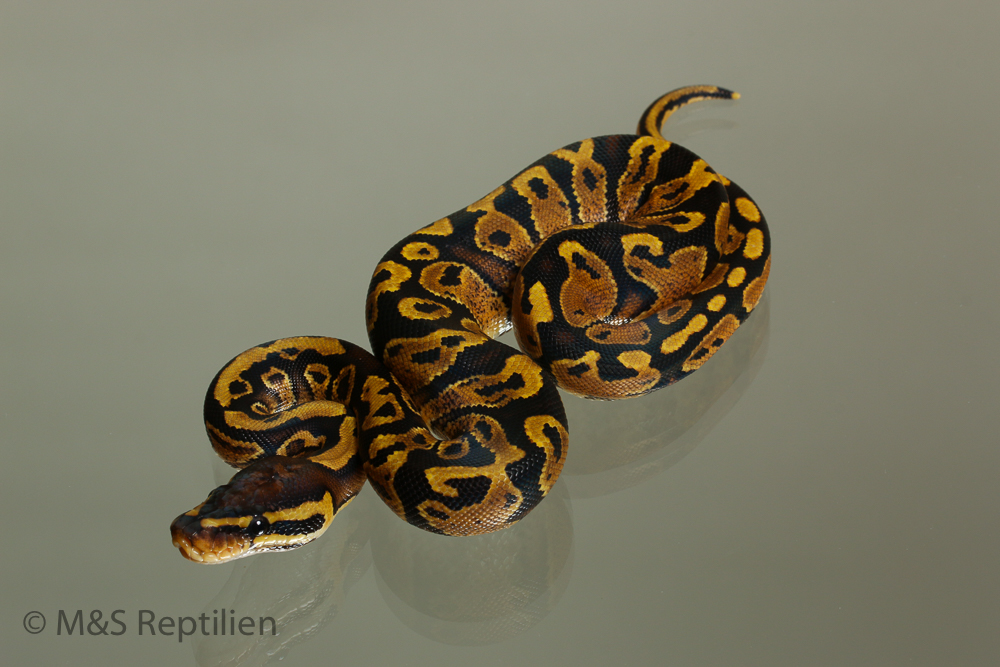 Male (1.0) Gravel Ball 800g. M&S´15 Python regius