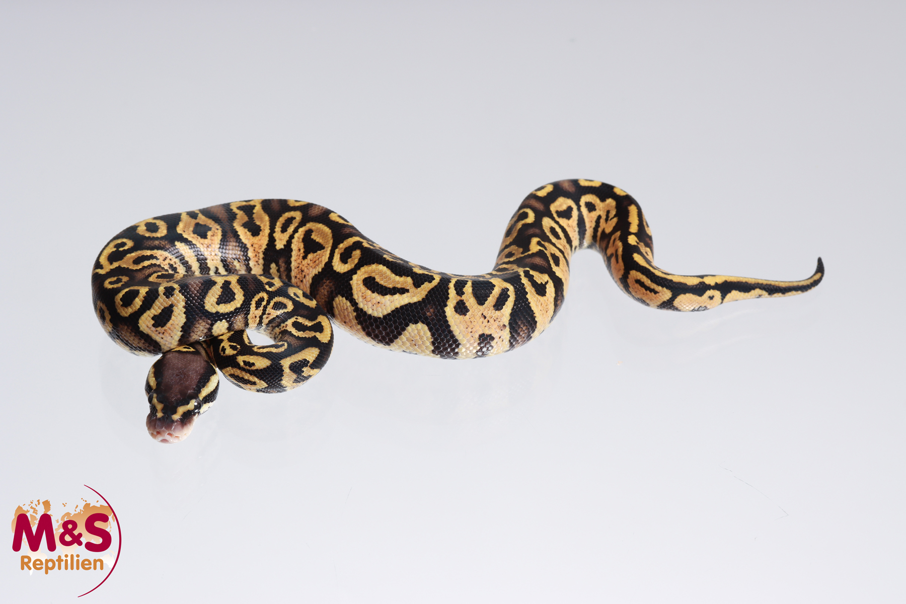 0.1 (Female) Gravel - Pastel Königspython NZ´M&S´23 Python regius