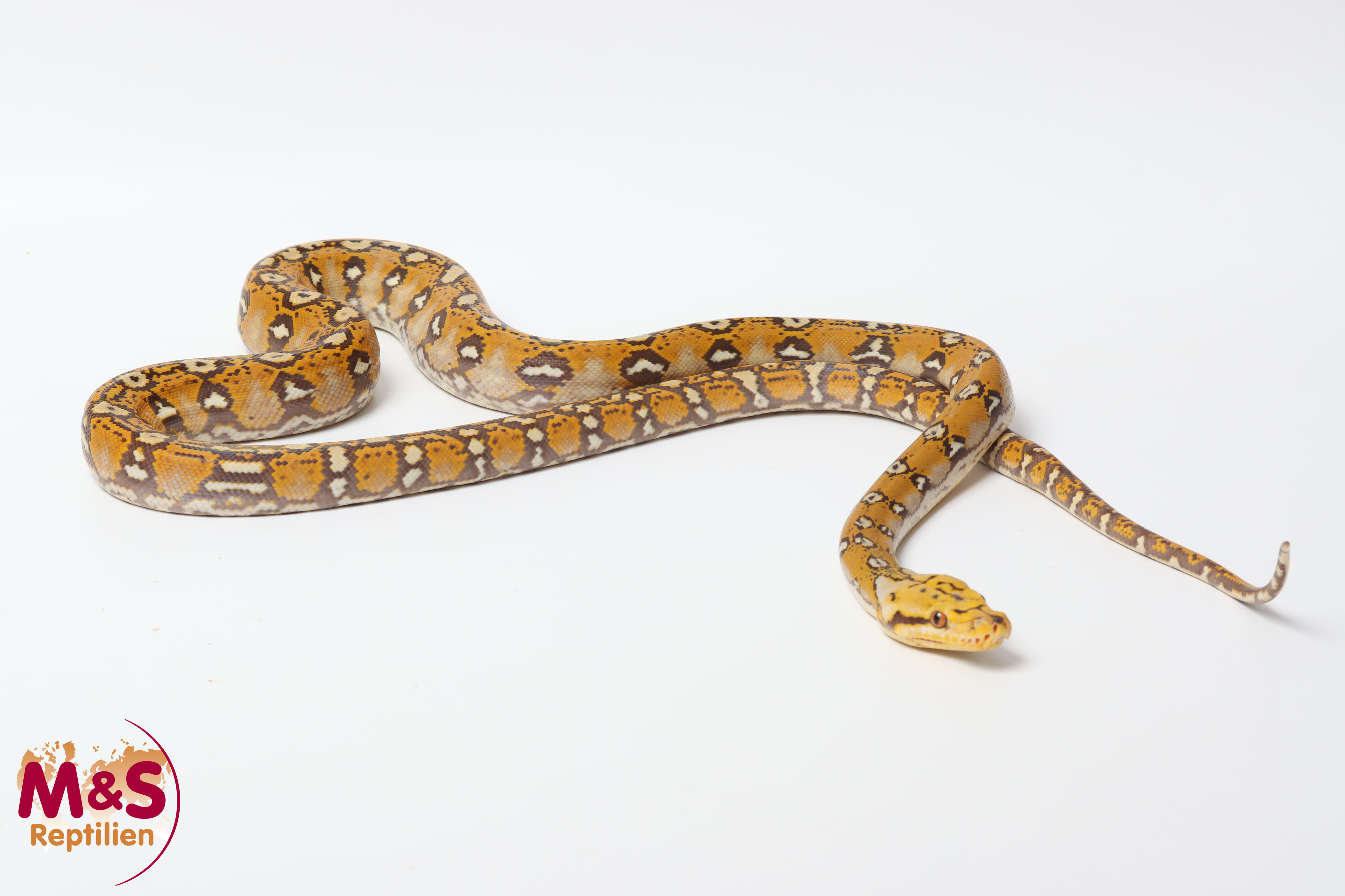 0.1 (Female) Harlequin Platinum Phantom het Purple Netzpython NZ' 25 (ca.100-130 cm) Broghammerus reticulatus (Originalbild)