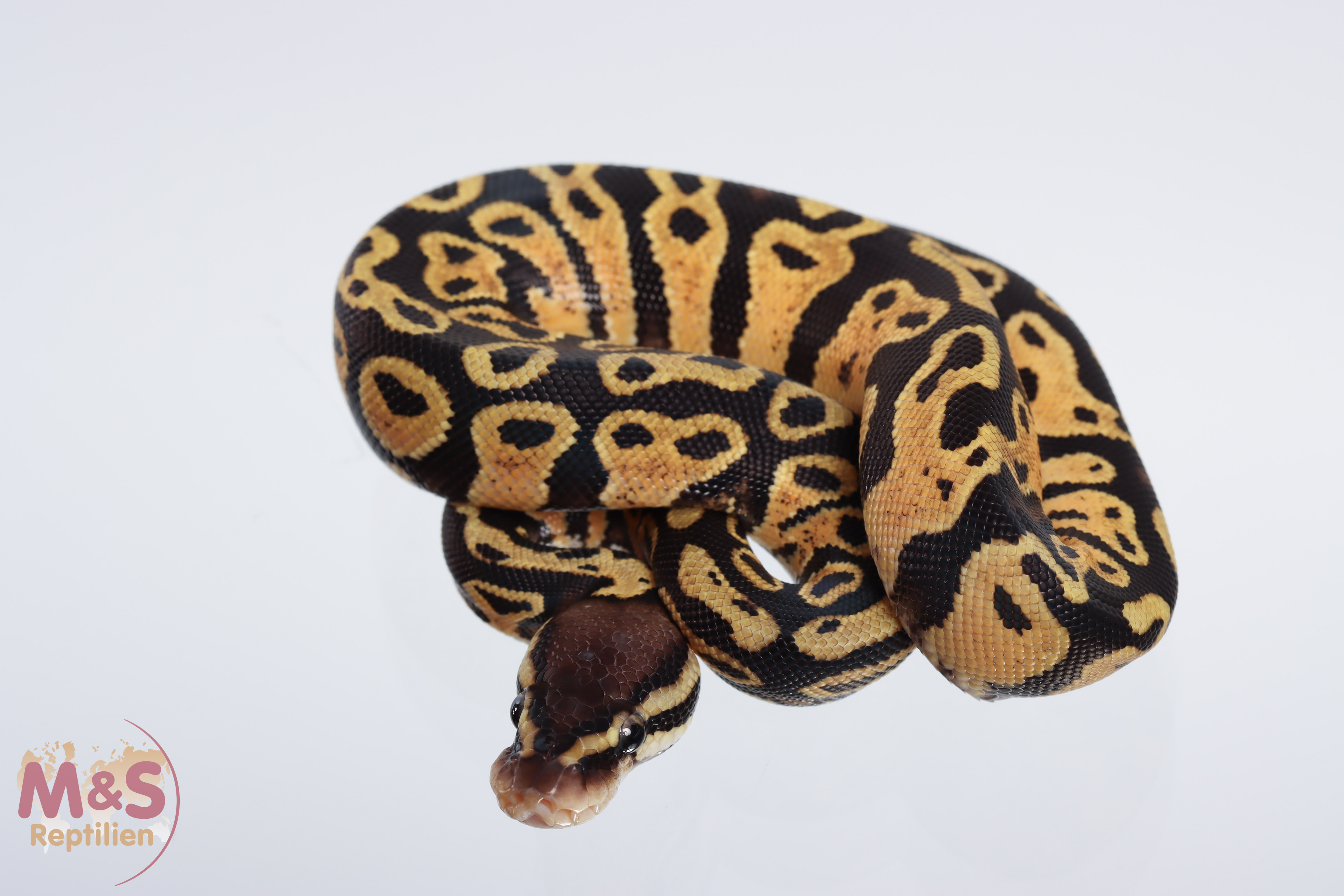 0.1 (Female) Gravel - Pastel Königspython NZ´M&S´21 Python regius