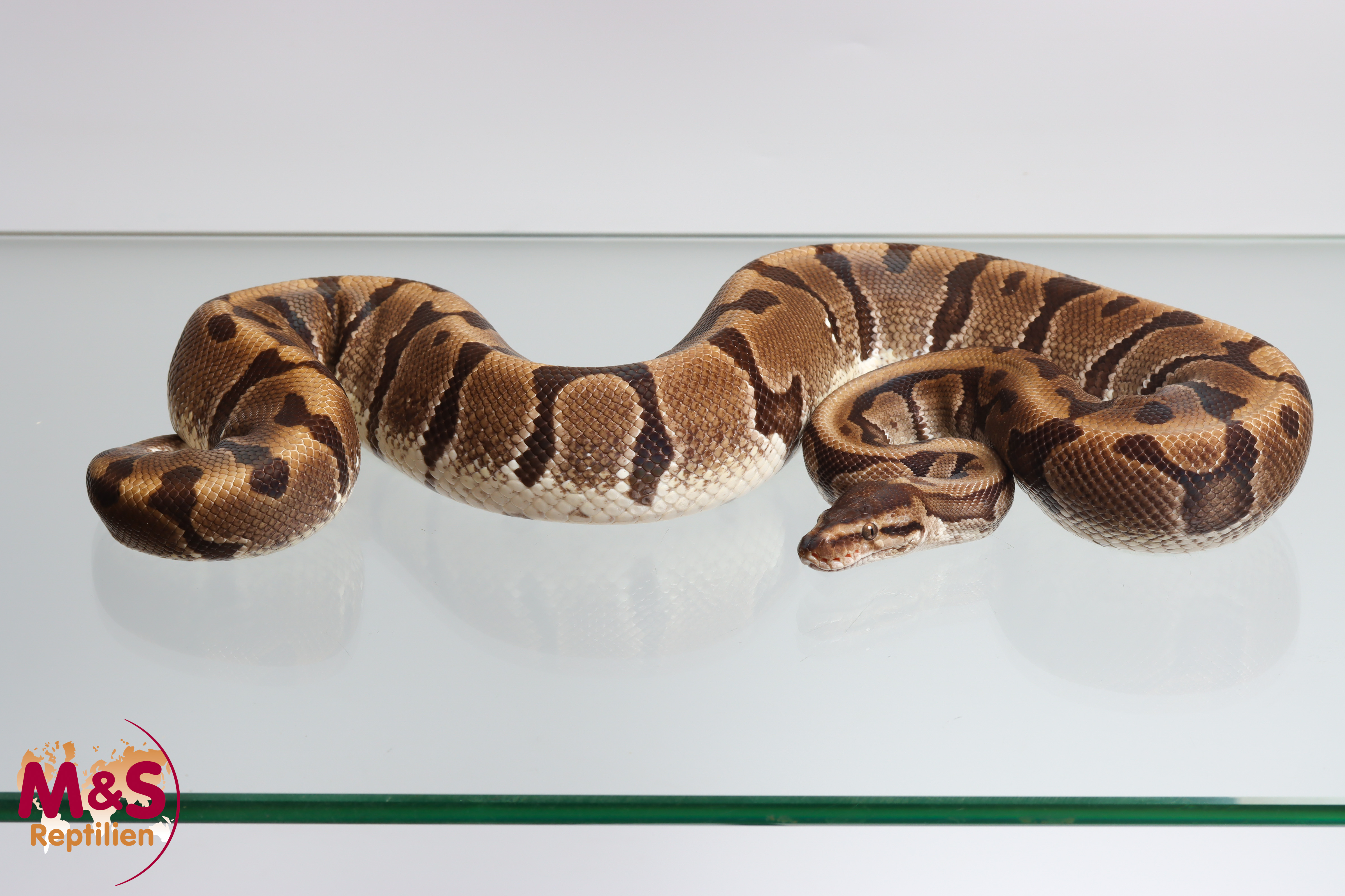 1.0 (Male) Tiger Woma Königspython NZ´23 (adult) Python regius