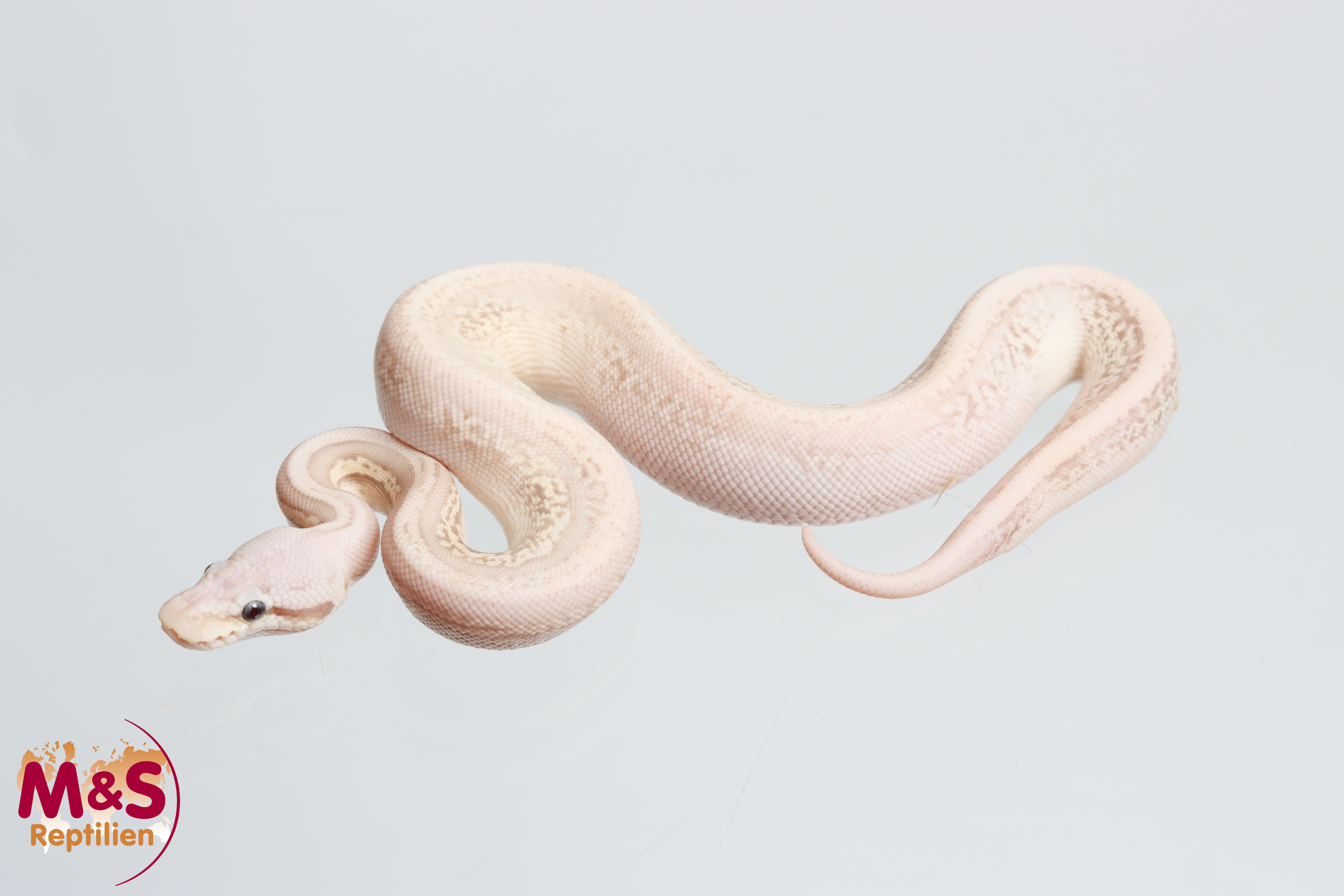 0.1 (Female) CoralGlow - Pewter - Leopard 100% het. Clown 100% poss. het. Piebald NZ´M&S´26 Python regius