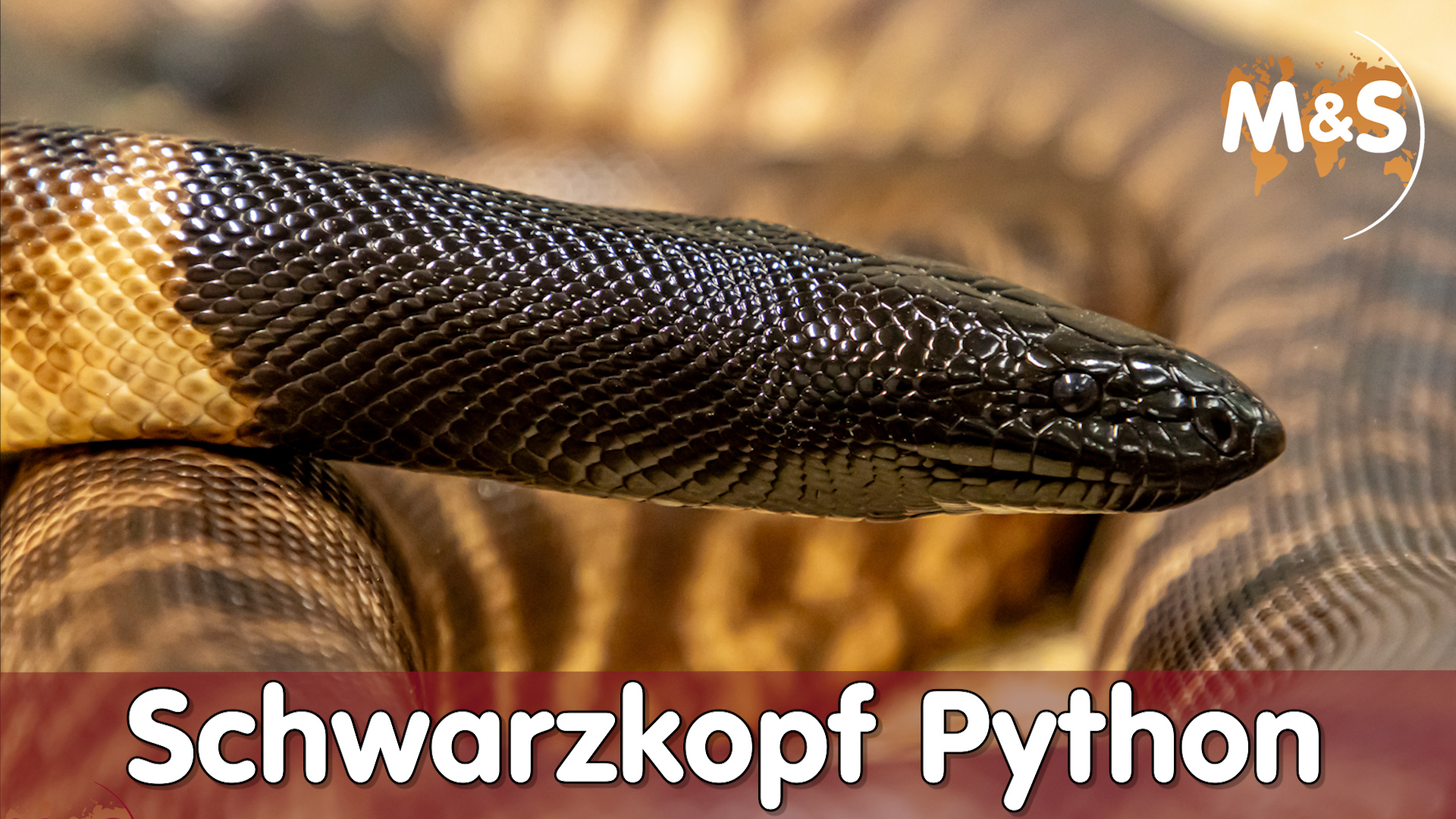 Diese Schlange wird dein „schwarzes“ Herz erobern! Alles über den Schwarzkopfpython