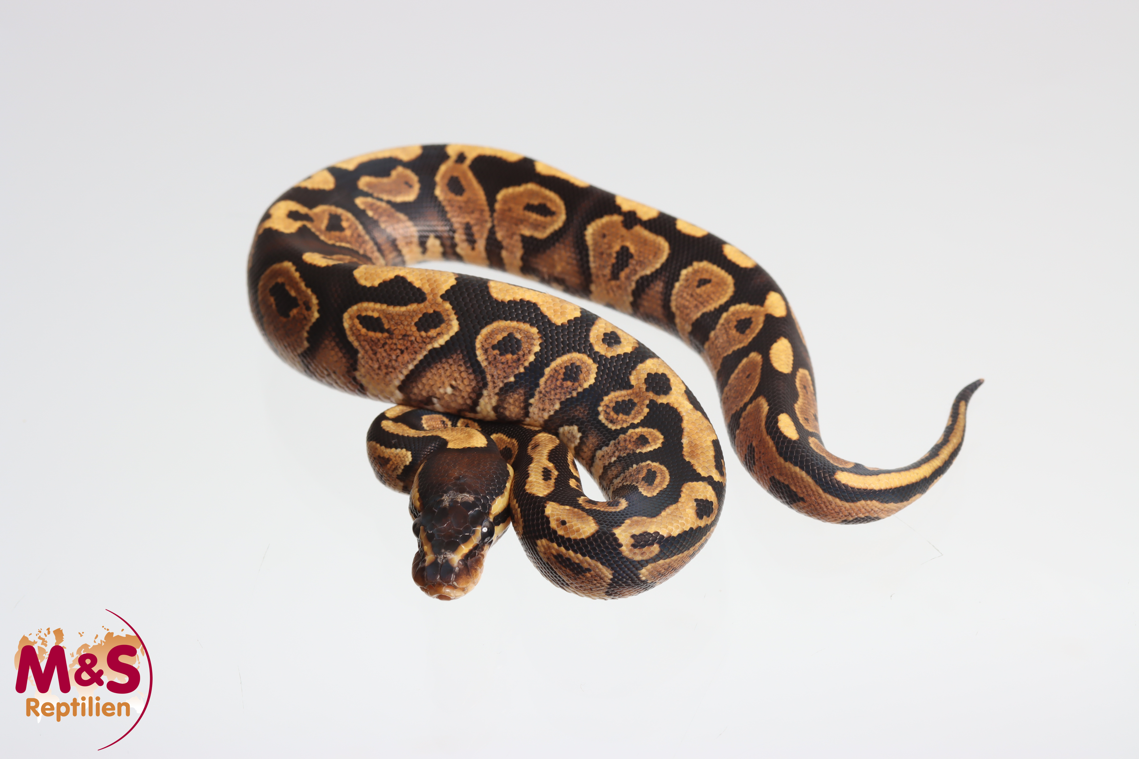0.1 (Female) Spark oder Yellowbelly NZ´M&S´25 Python regius
