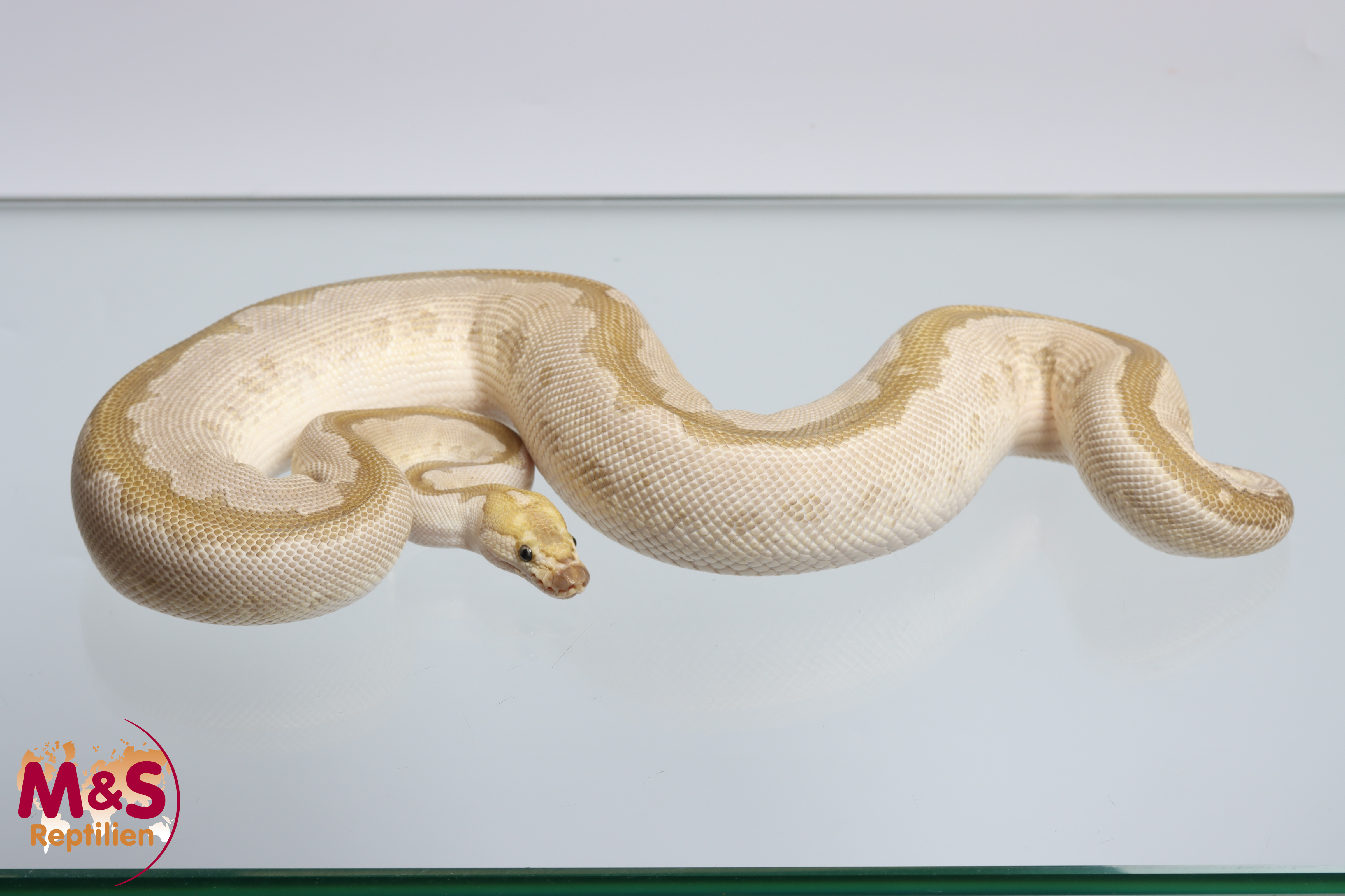 0.1 (Female) Clown Bamboo Königspython NZ' 24 (subadult-adult) Python regius
