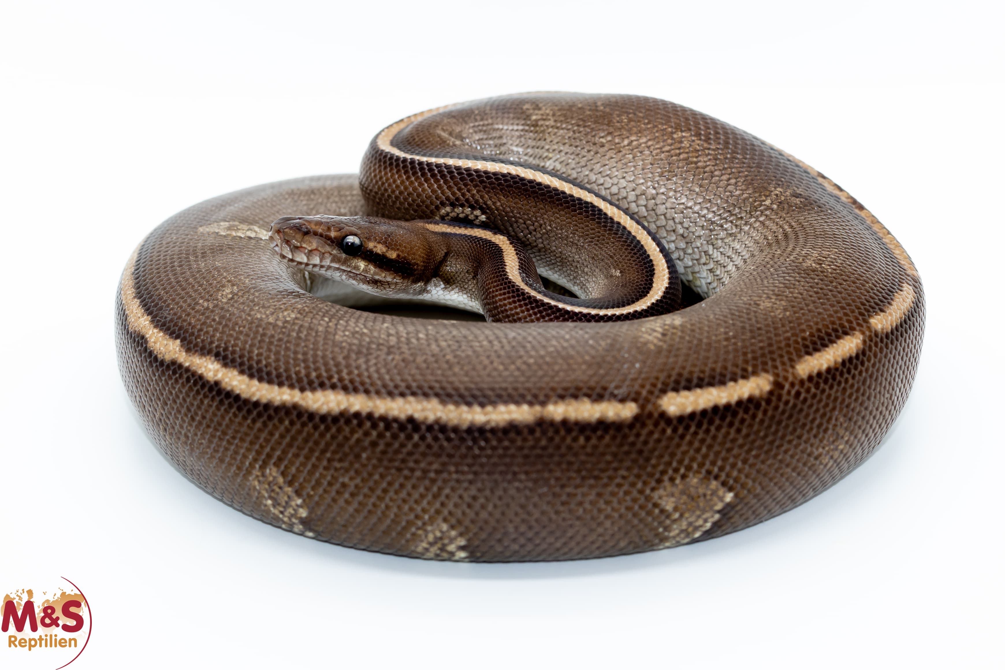 0.1 (Female) Mojave - Stranger Yellowbelly (?) 50% poss. Piebald Königspython NZ´M&S´23 Python regiu