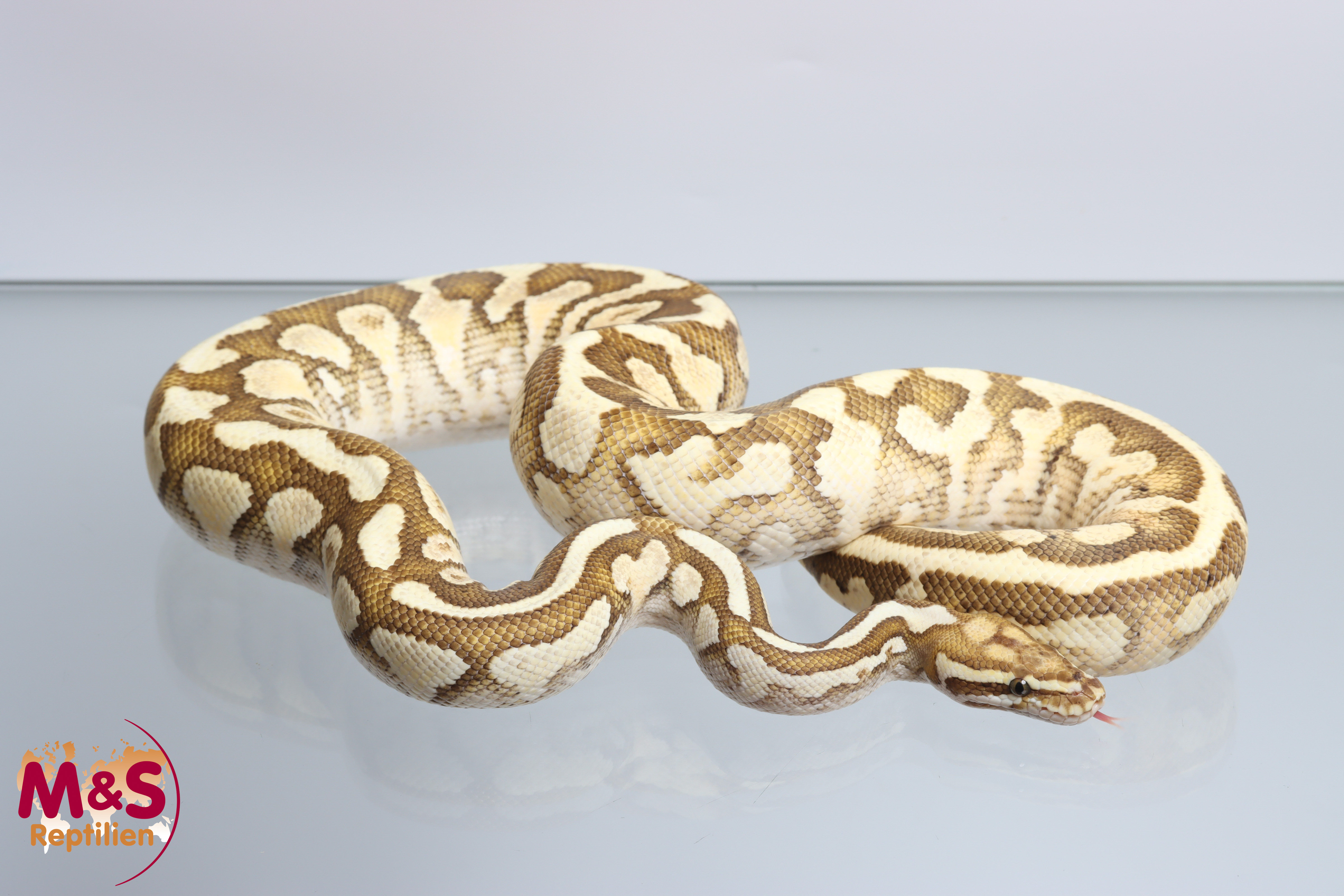 1.0 (Male) Spotnose Lesser YB Fire poss Clown Königspython NZ´M&S´21 Python regius