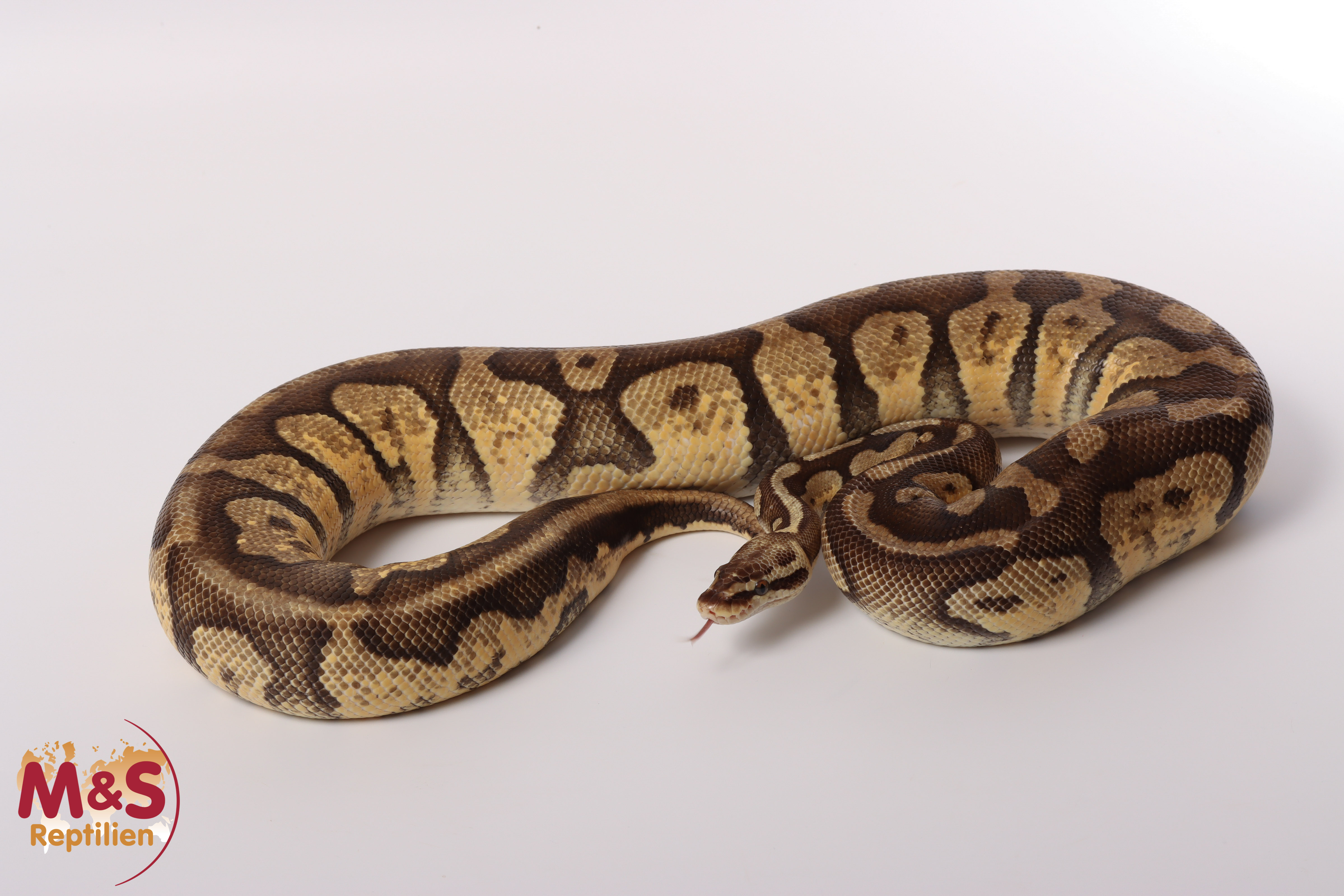 1.0 (Male) Fire - Pastel (Firefly) NZ´M&S´19 Python regius