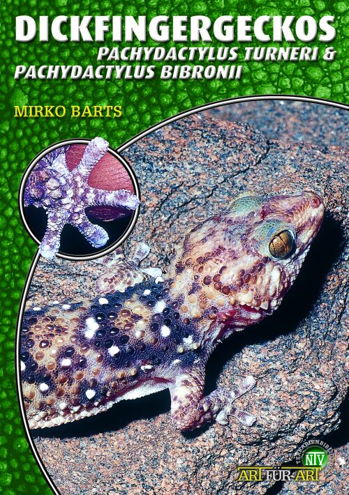 Dickfingergeckos - Pachydactylus bibroni & Pachydactylus turneri (Mirko Barts)