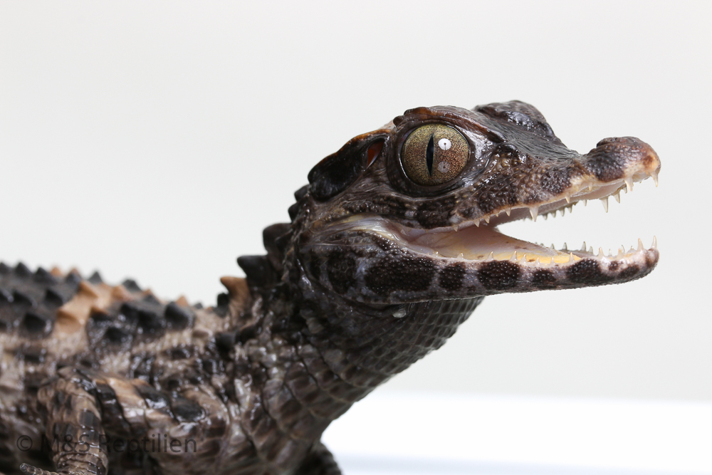 Keilkopf-Glattstirnkaiman NZ'25 (ca.40cm Gesamtlänge) Paleosuchus trigonatus (Geschlecht unbekannt)