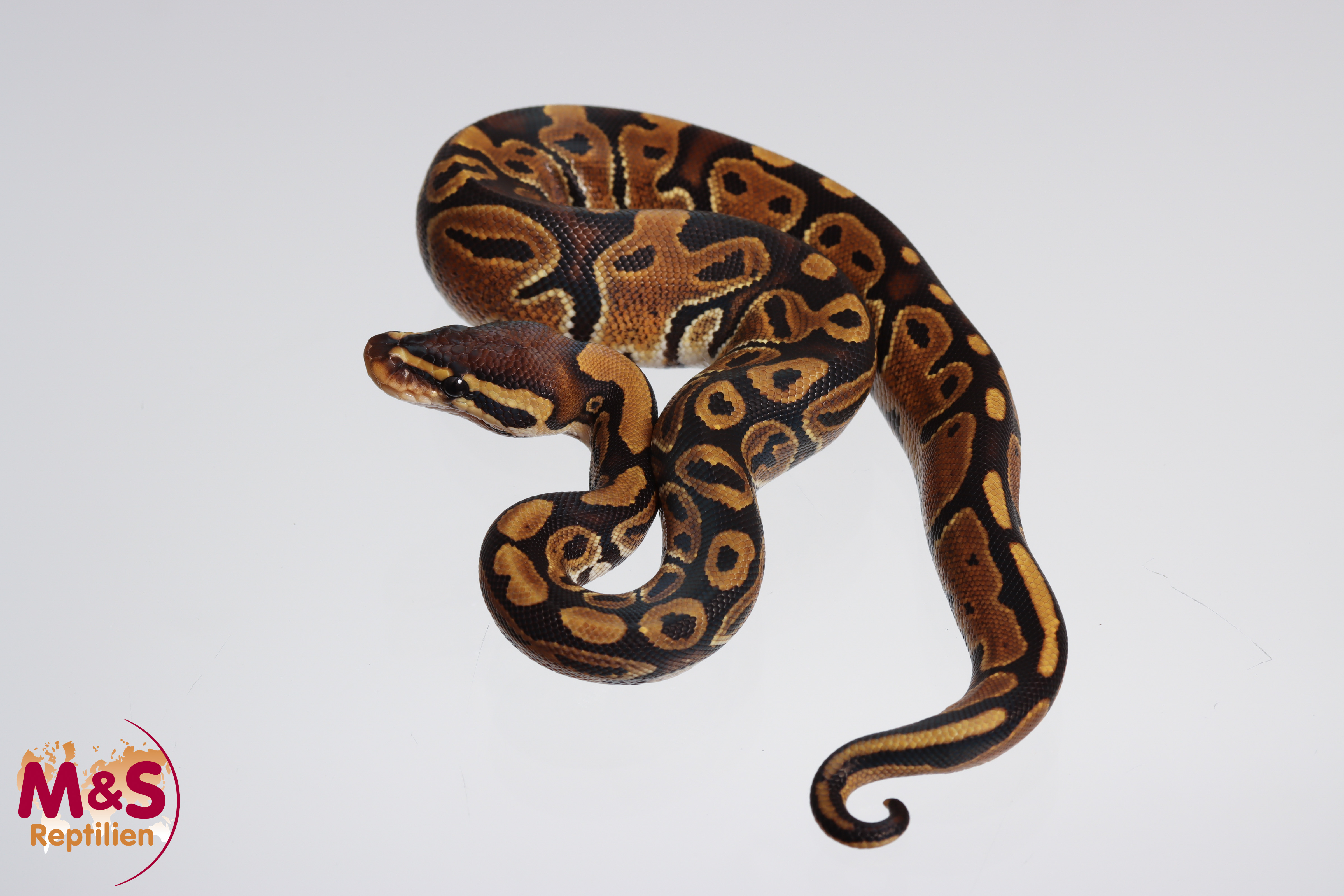 0.1 (Female) 100% hetero Sunset Königspython NZ´M&S´24 Python regius