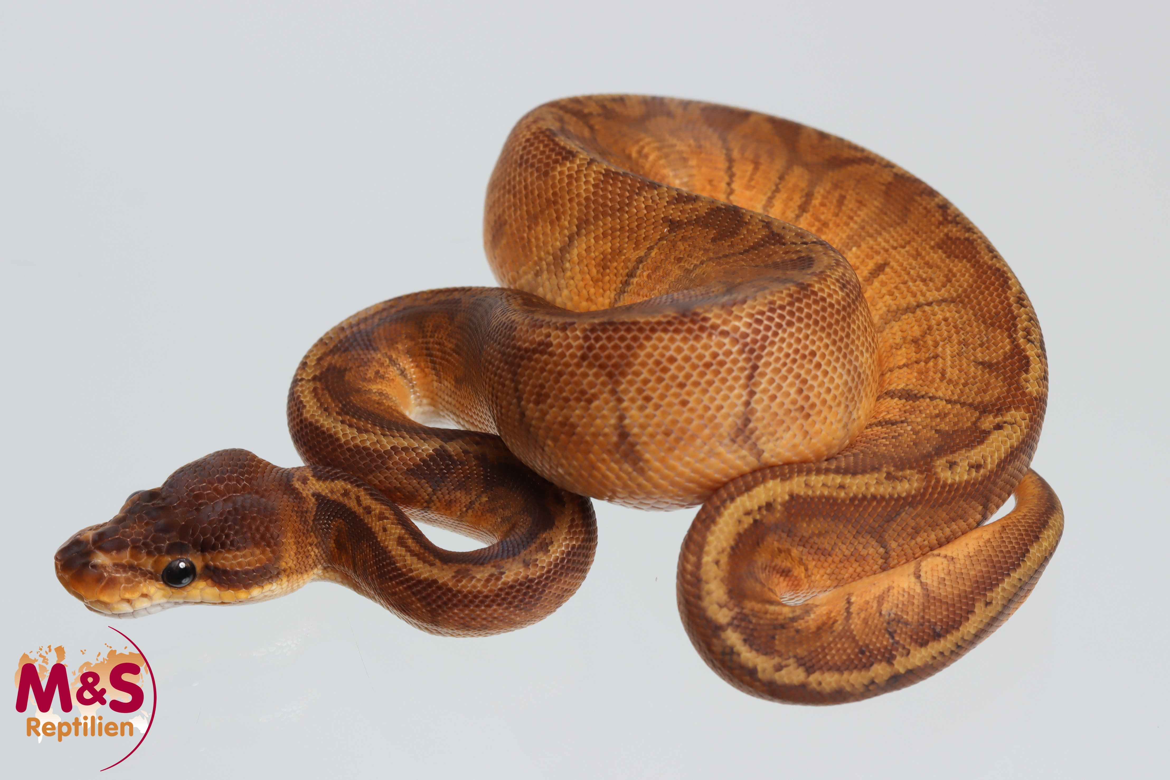 0.1 (Female) Sunset 100% hetero Ultramel Königspython NZ´M&S´25 Python regius