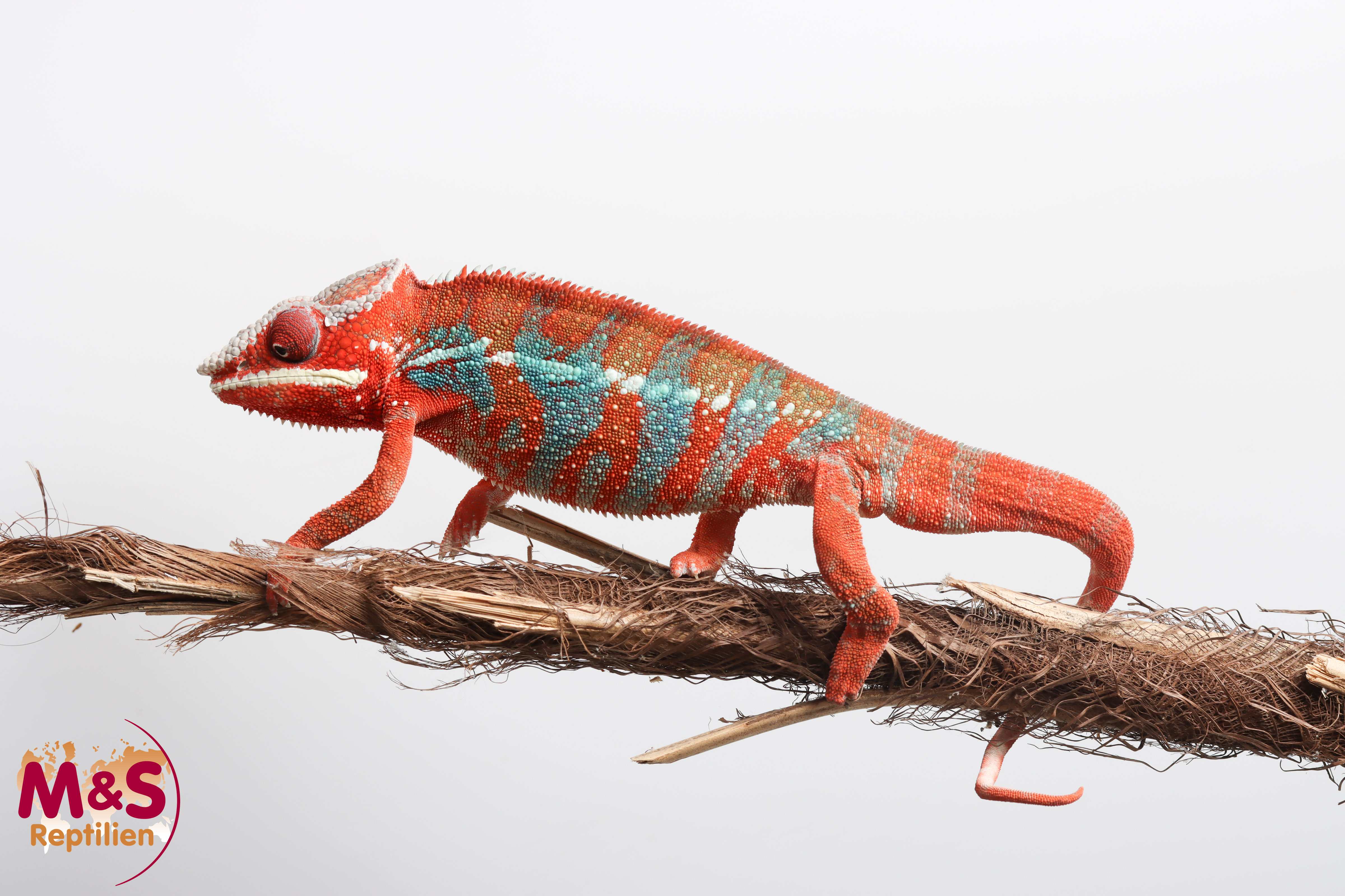 1.0 (Male) 'Ambilobe red' Pantherchamäleon NZ´25 (subadult) Furcifer pardalis (Originalbild)