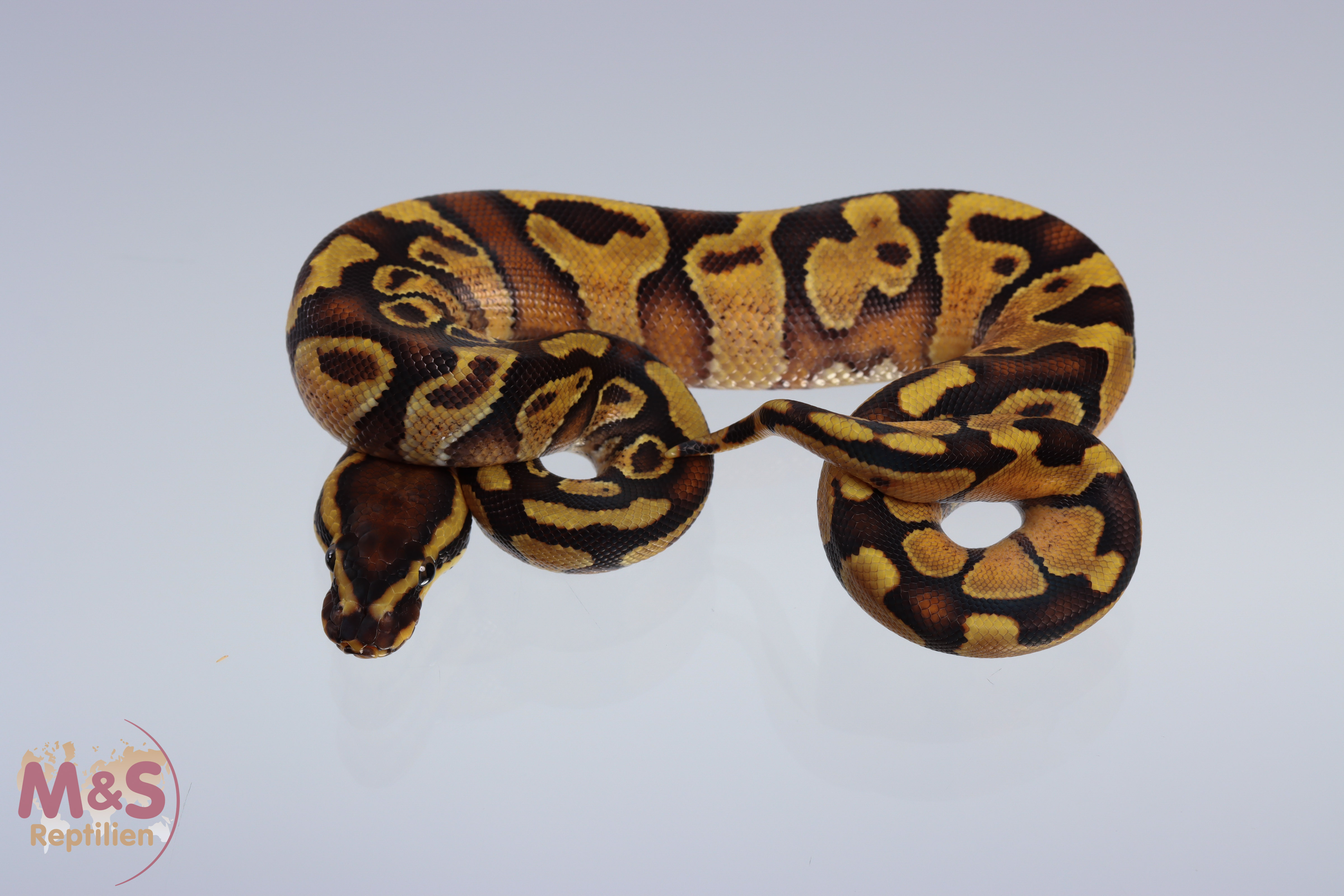 1.0 (Male) Gravel - Enchi Königspython NZ´M&S´21 Python regius