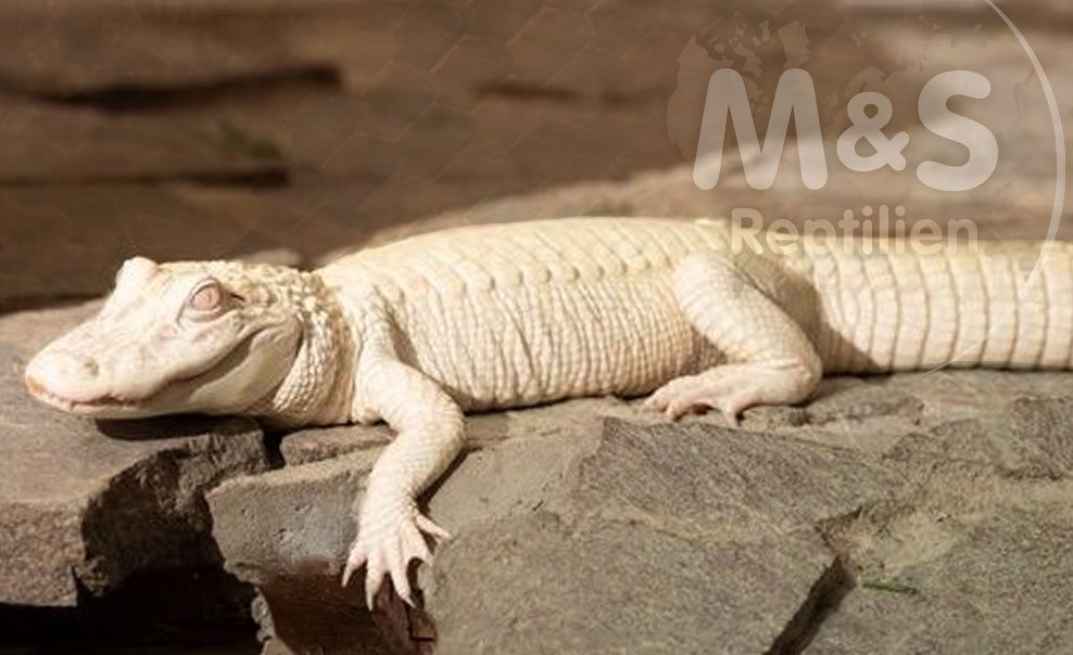 Alligatoren / Krokodile