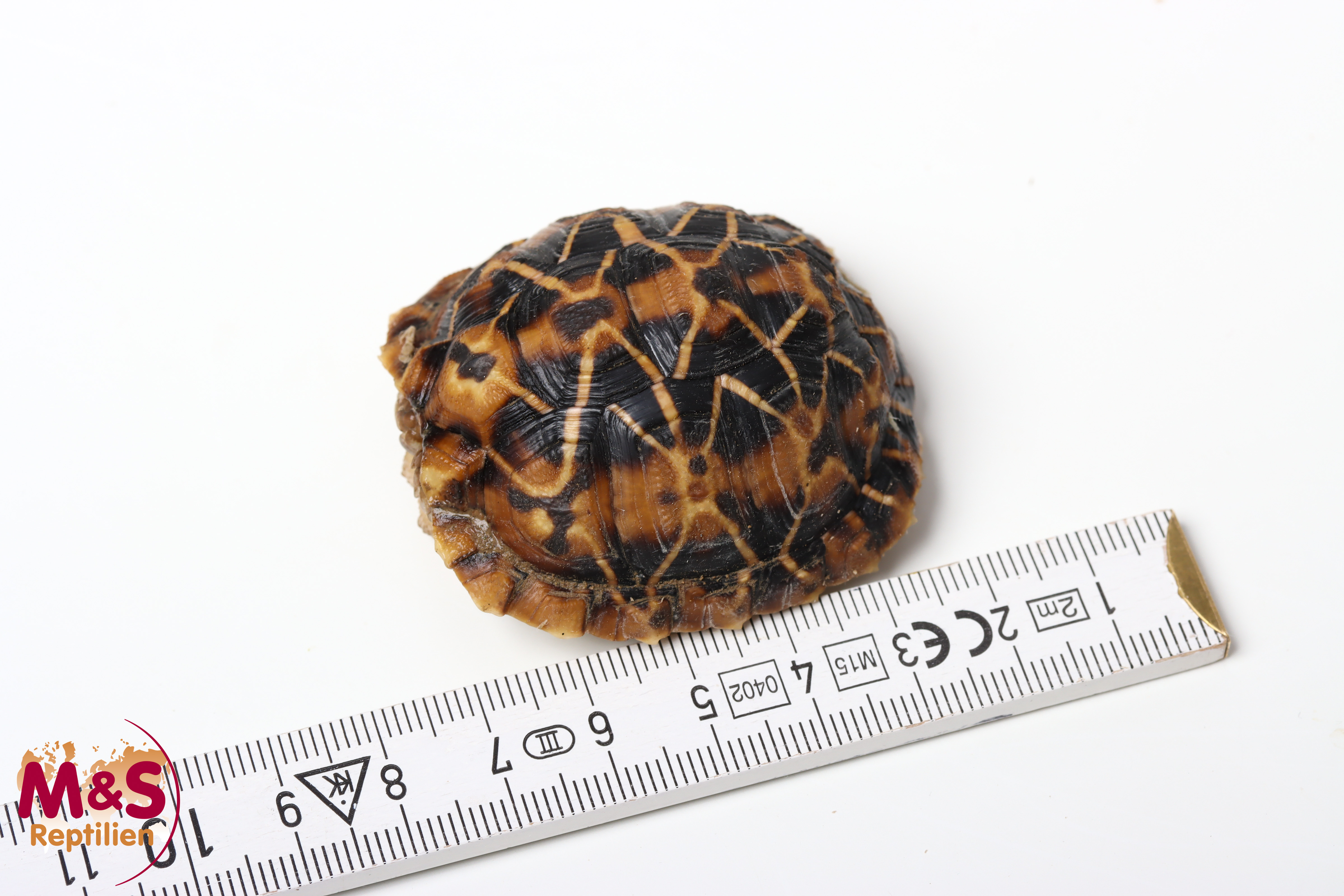 Buschmannland Zeltschildkröte (small ca.5cm) NZ´25 Psammobates tentorius veroxxi (Originalbild)