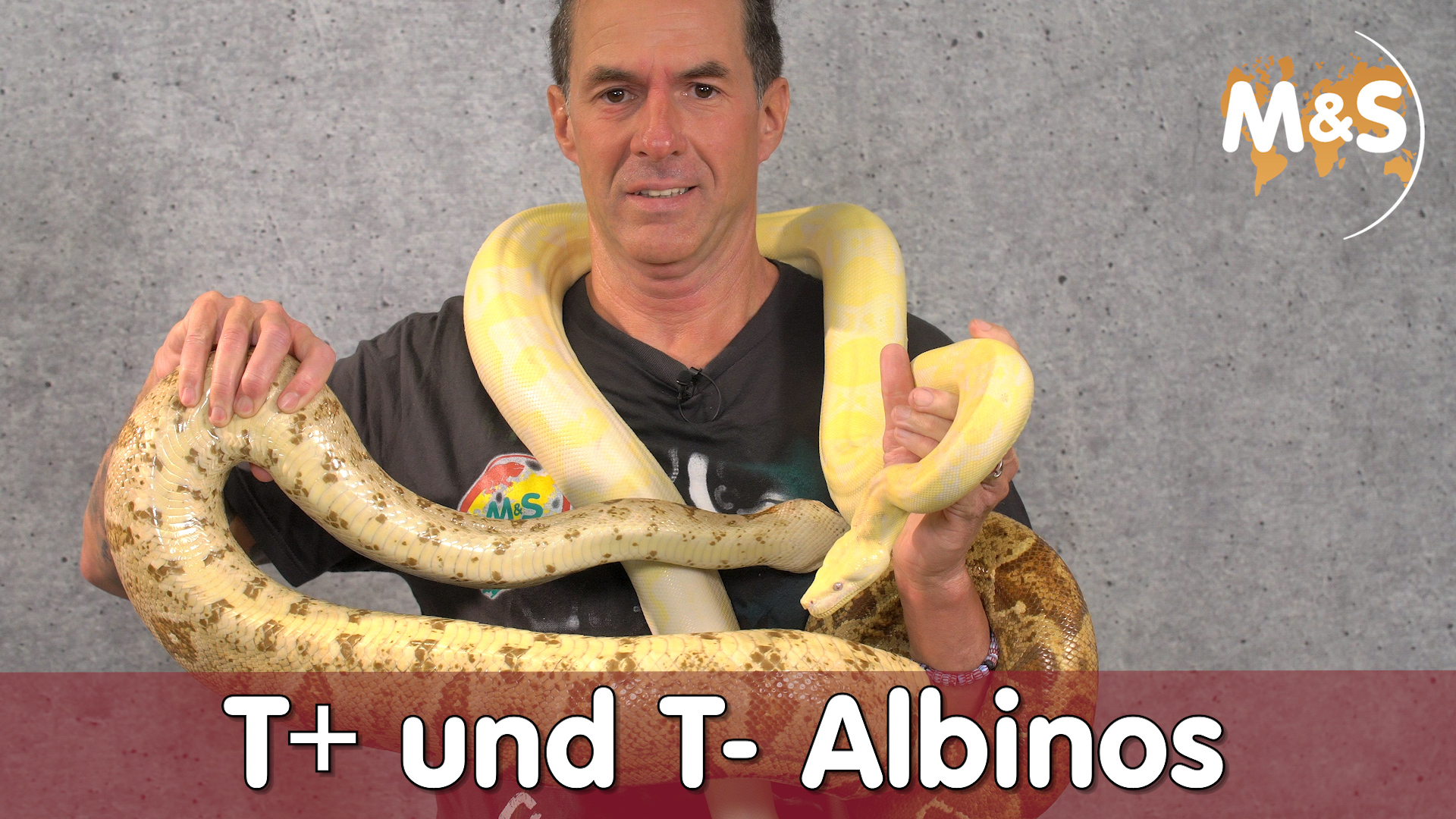 Unterschied T+ und T- Albino | Albinismus und Leuzismus erklärt