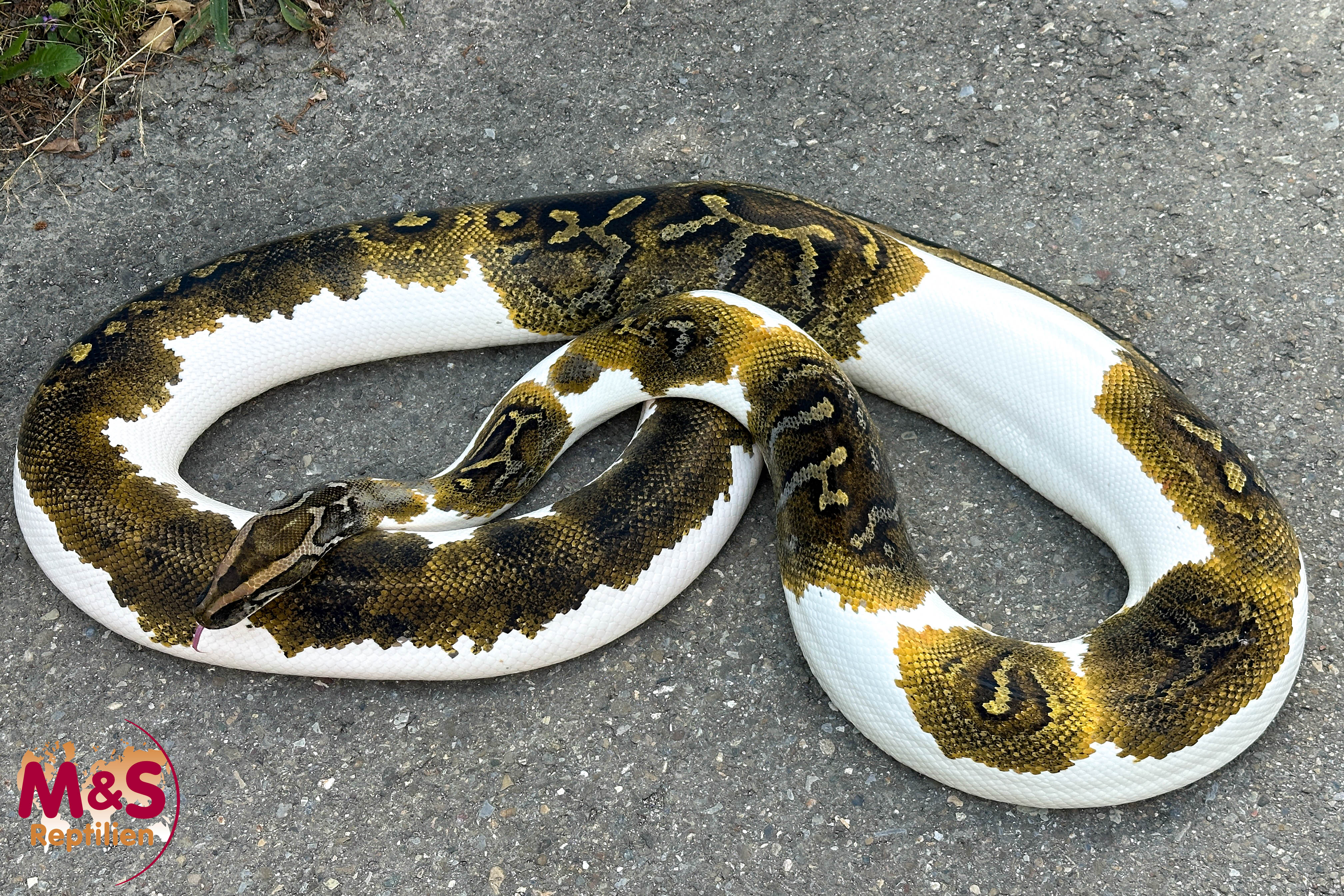 1.0 (Male) Piebald 66% het. Caramel Tigerpython NZ'23 (ca. 300cm) Python bivittatus (Originalbild)