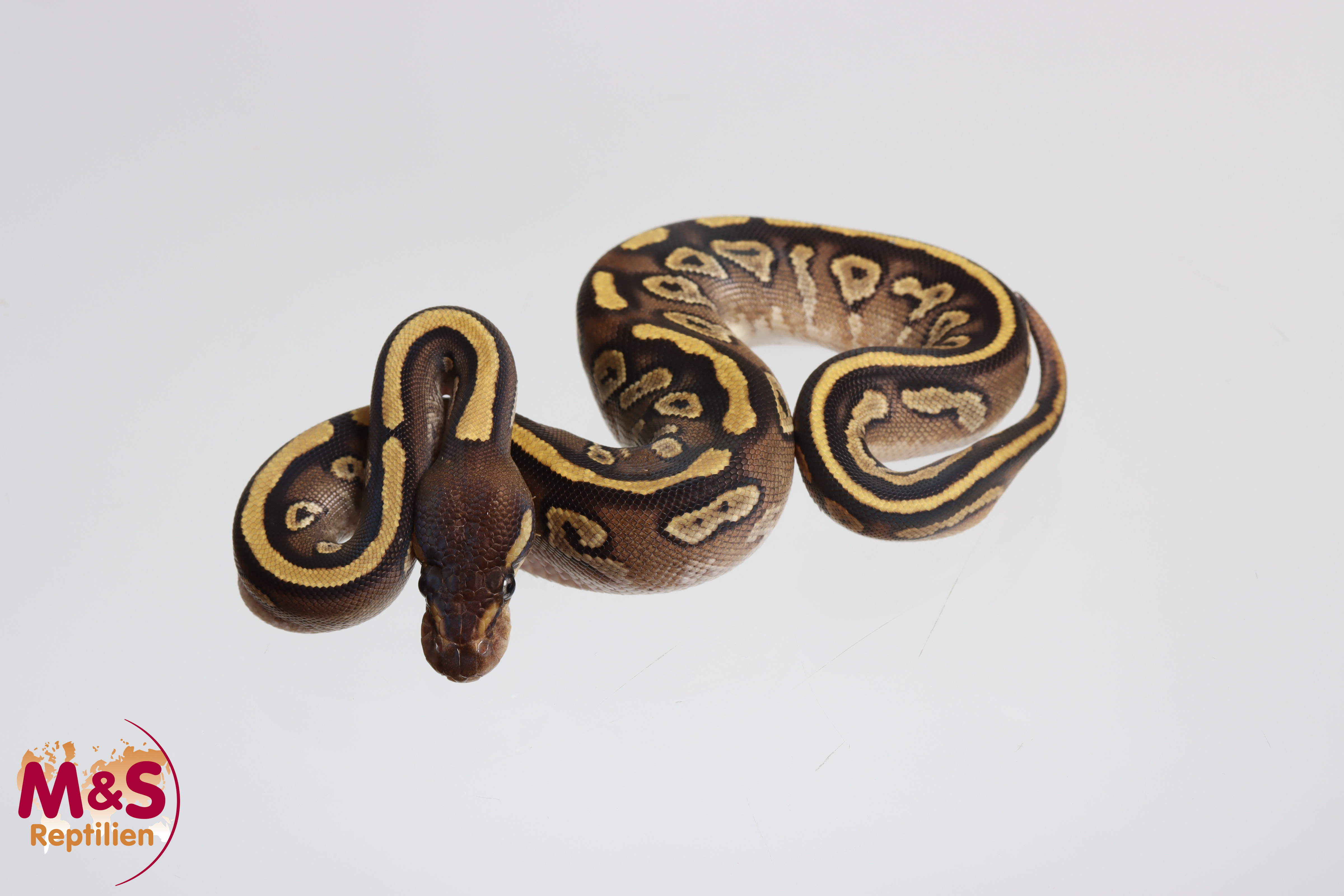 0.1 (Female) Mojave 100% hetero Piebald 66% poss. hetero Ultramel Königspython NZ´M&S´26 Python regius