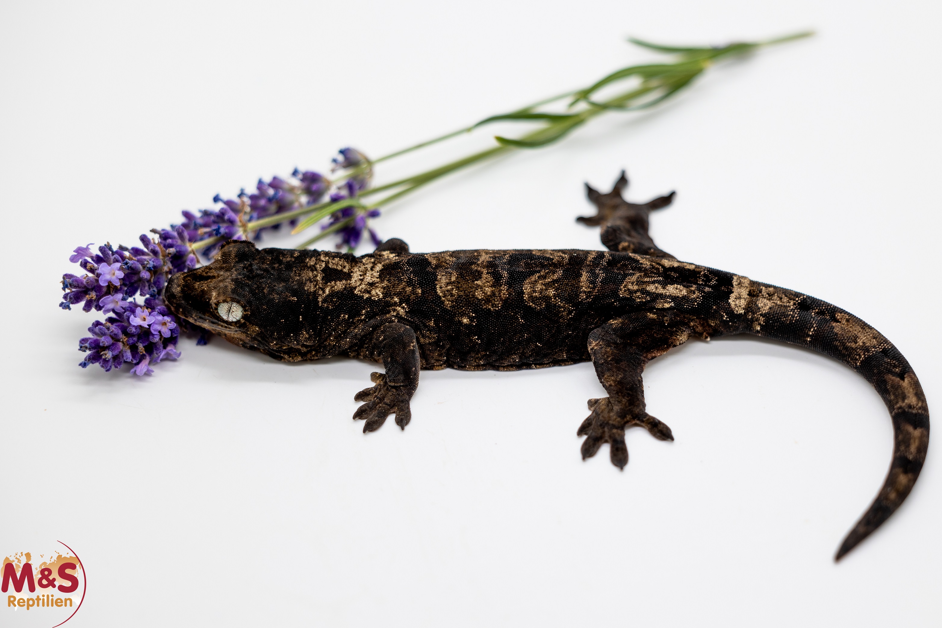 1.0 (Male) -Black Sarramea- (melanistisch) Flechtengecko NZ 23 (adult) Mniarogekko chahoua (Originalbild)
