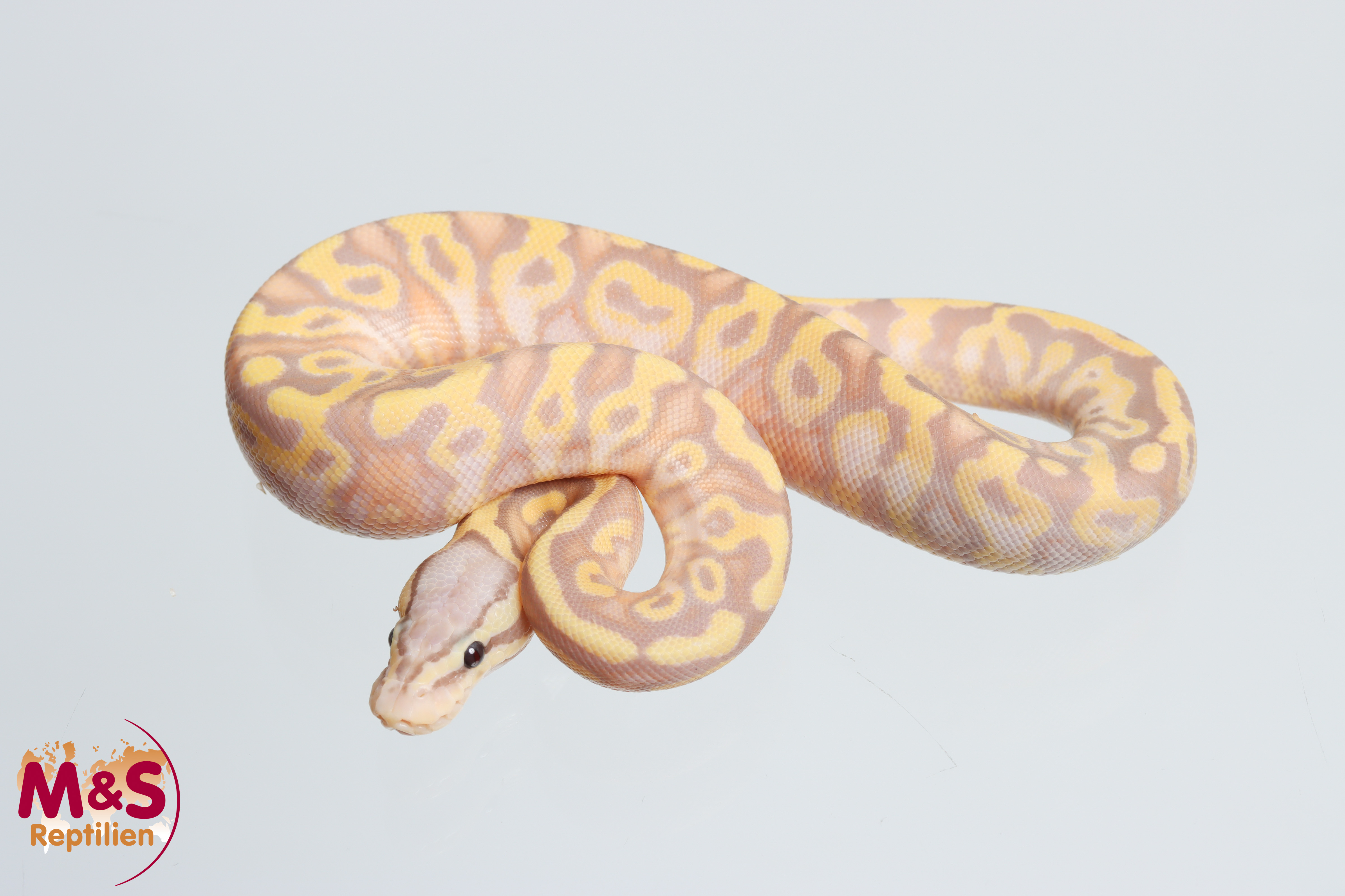 0.1 (Female) Coral Glow - Pastel - Leopard NZ'M&S'26 Python regius