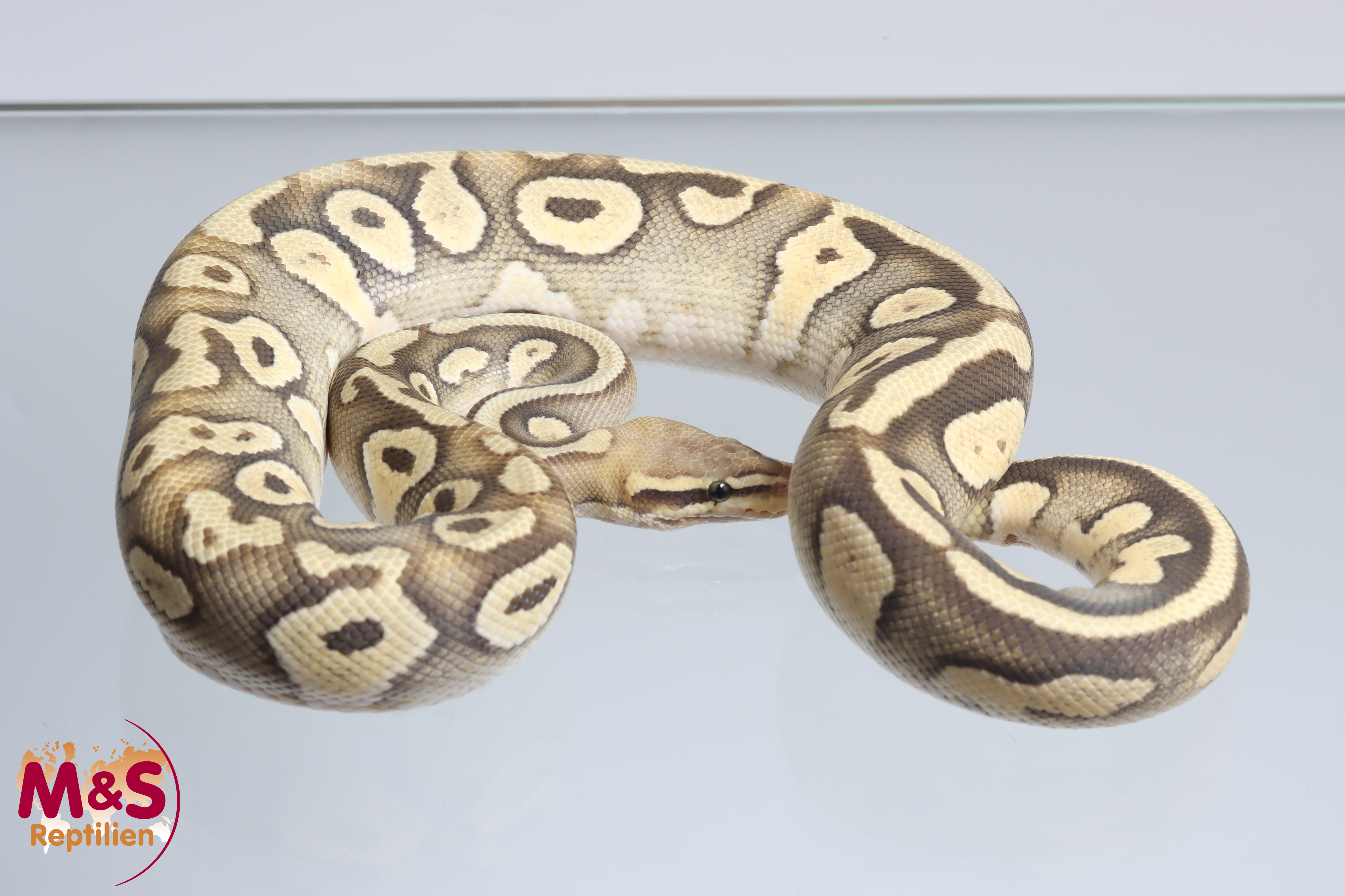 0.1 (Female) Super Pastel Mojave Ghost Königspython NZ´M&S´23 (adult) Python regius