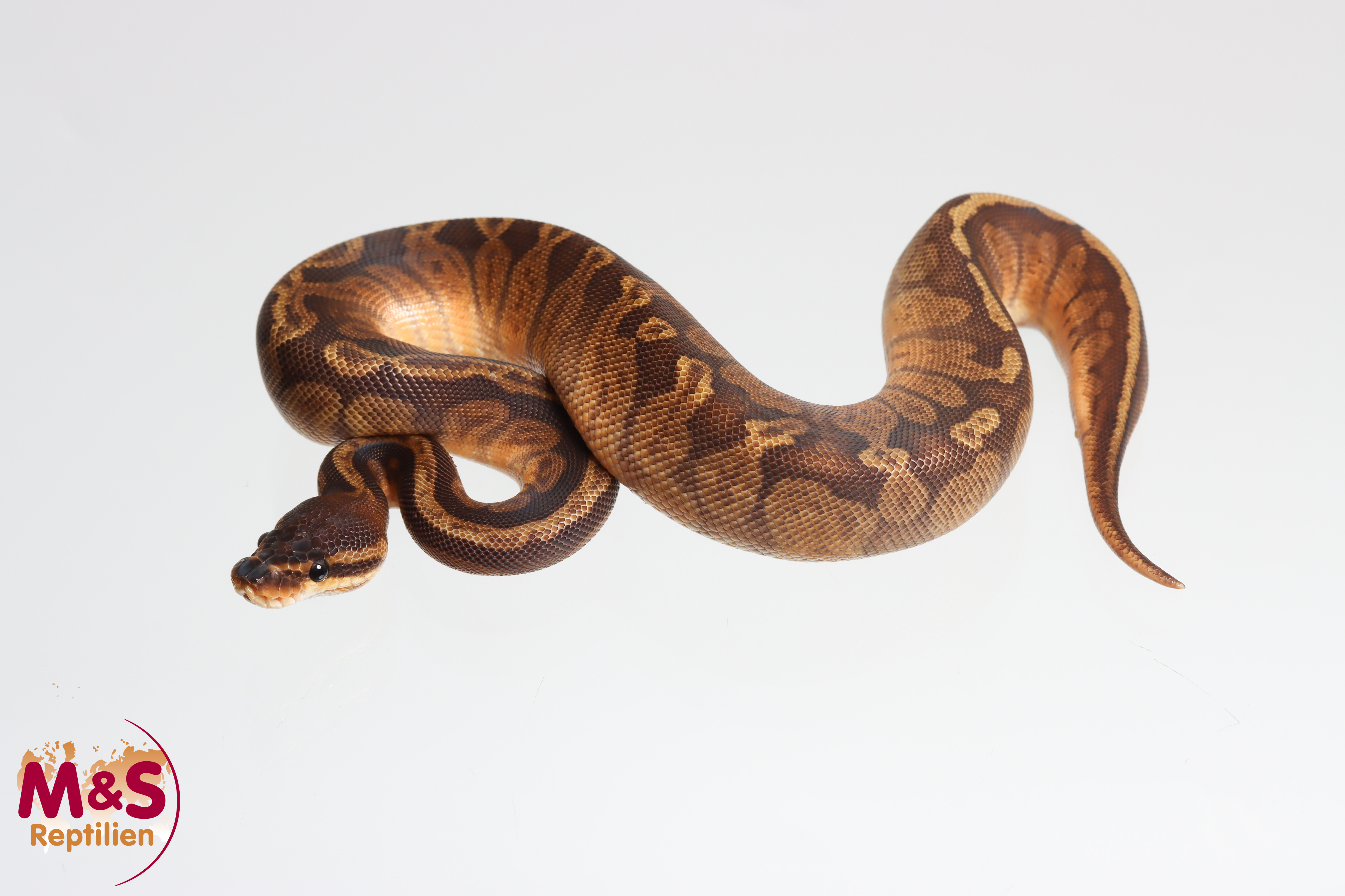 0.1 (Female) Sunset 66% poss. het Piebald Königspython NZ´M&S´25 Python regius