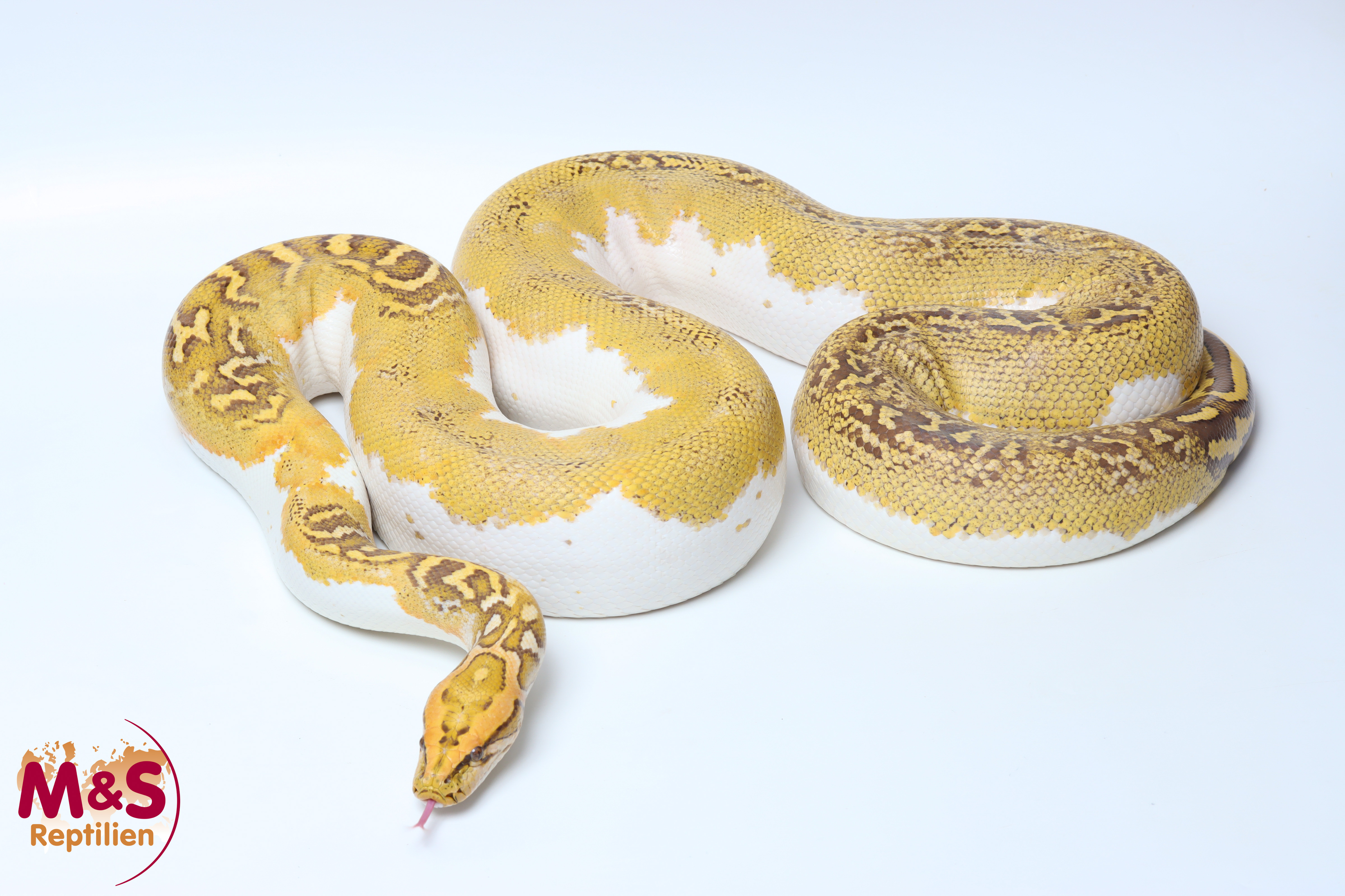 0.1 (Female) Caramel Piebald Tigerpython NZ'22 (ca. 300cm) Python bivittatus (Originalbild)