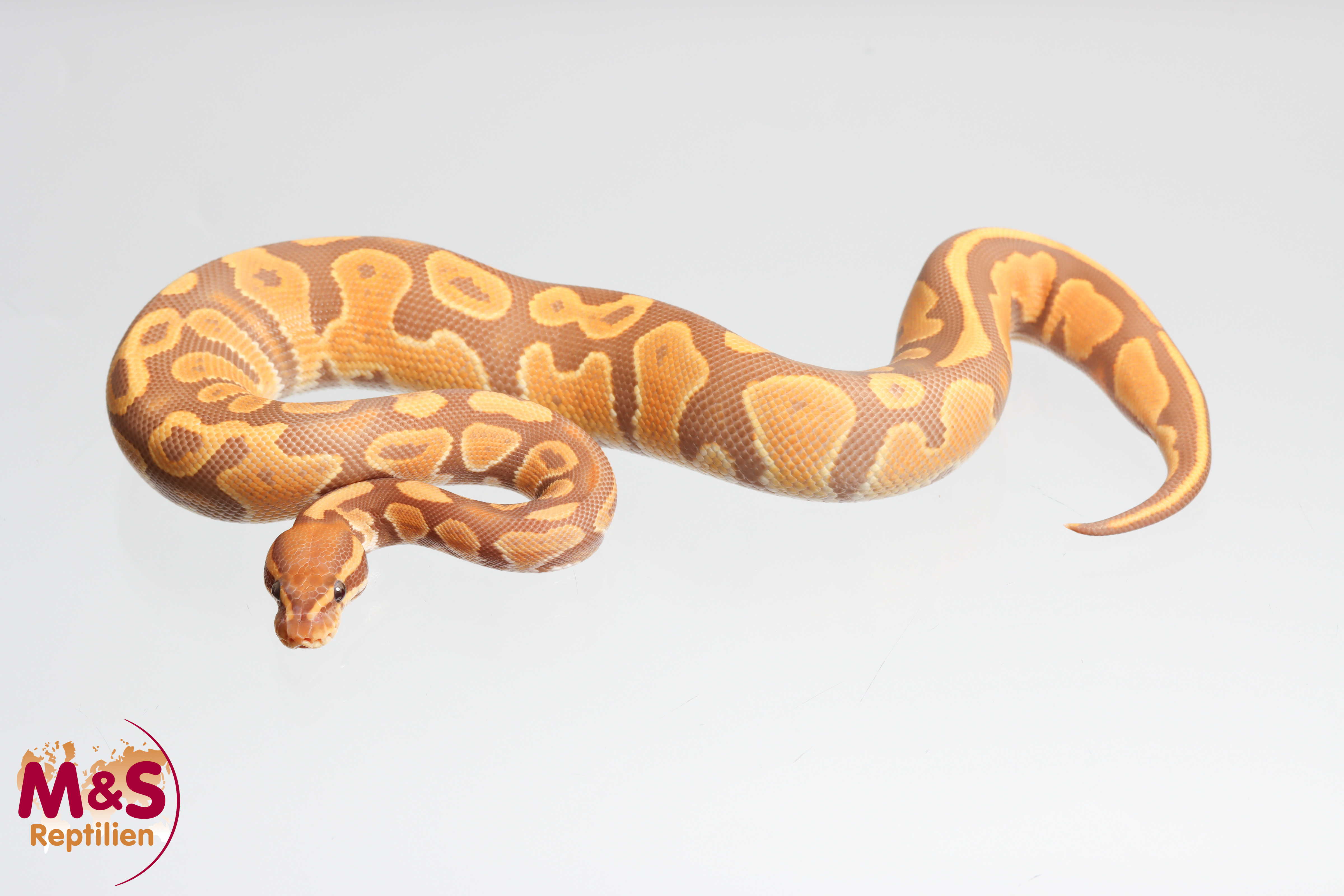 1.0 (Male) Ultramel het. Piebald Königspython DNZ´25 Python regius