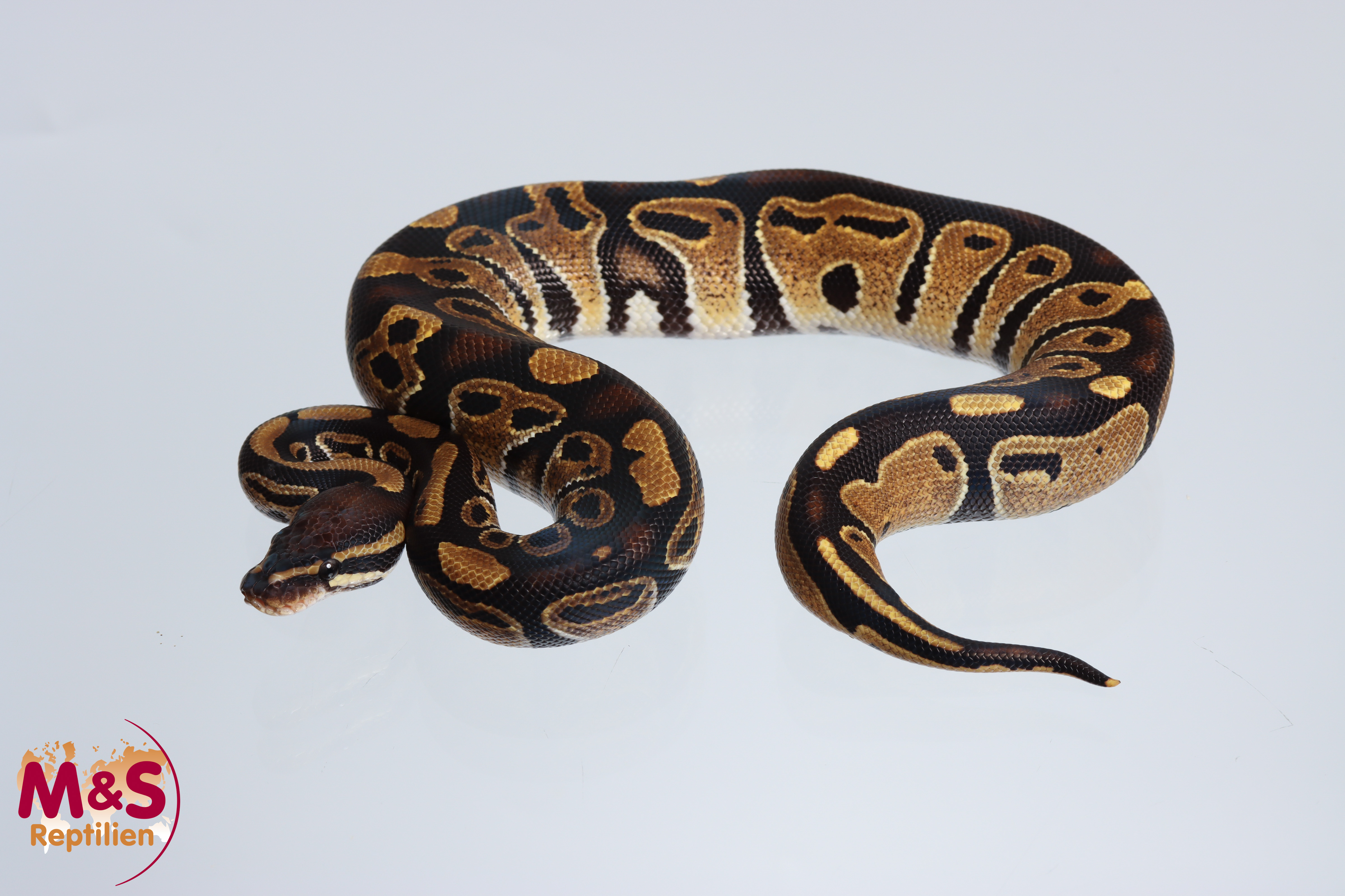 1.0 (Male) 66% hetero Piebald 50% hetero Sunset Königspython NZ´M&S´24 Python regius