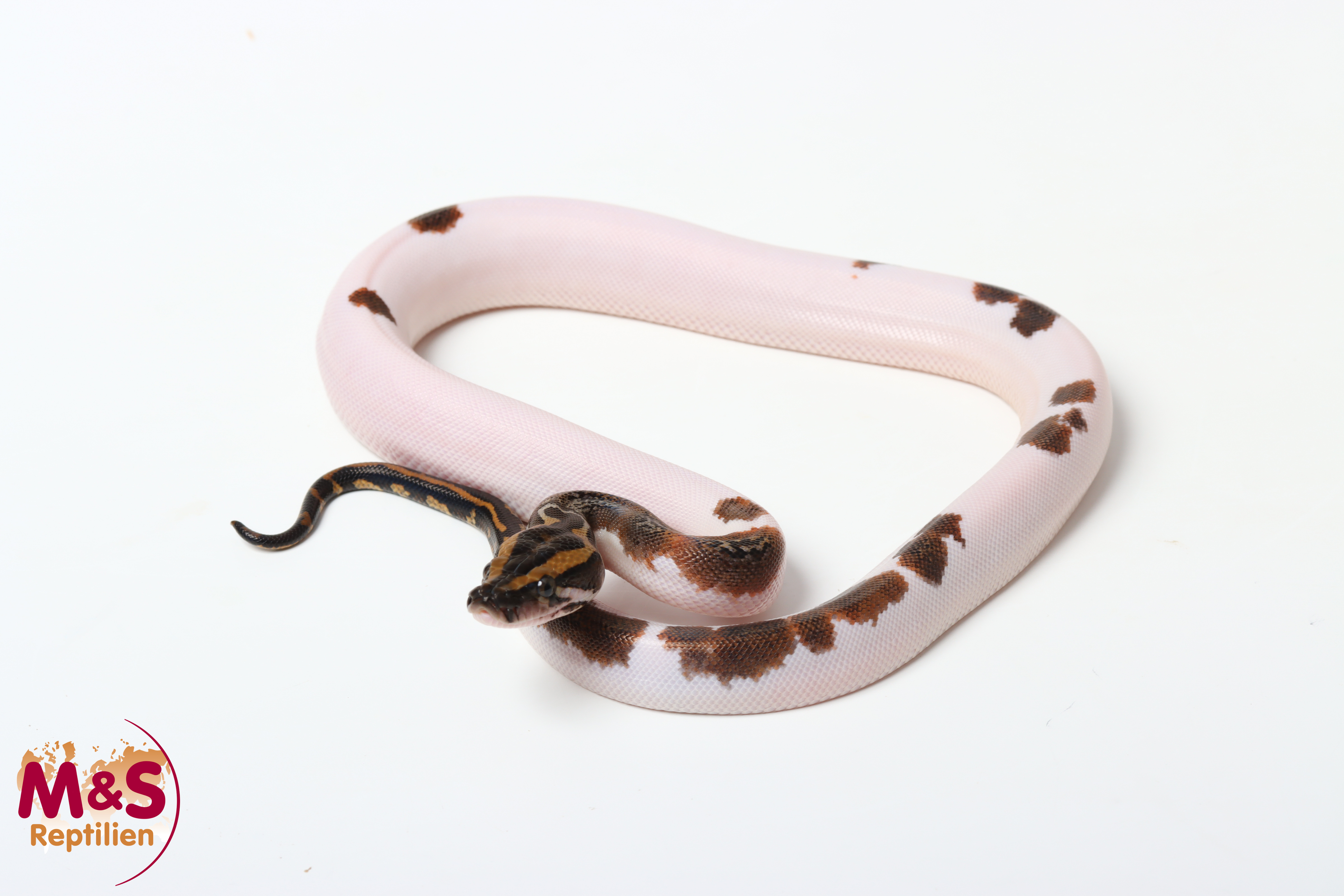 1.0 (Male) Piebald 100% hetero Caramel Tigerpython NZ'26 (ca.40cm) Python bivittatus
