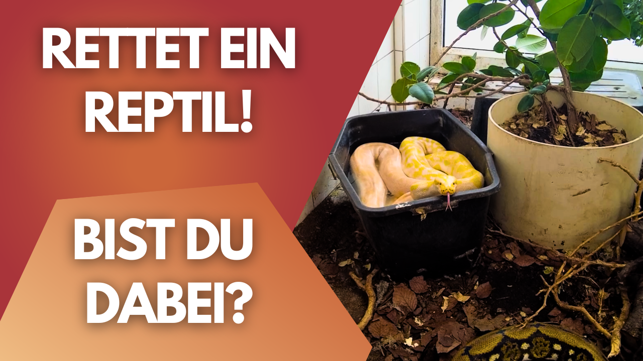 Diese Reptilien will keiner mehr – aber DU kannst sie retten!