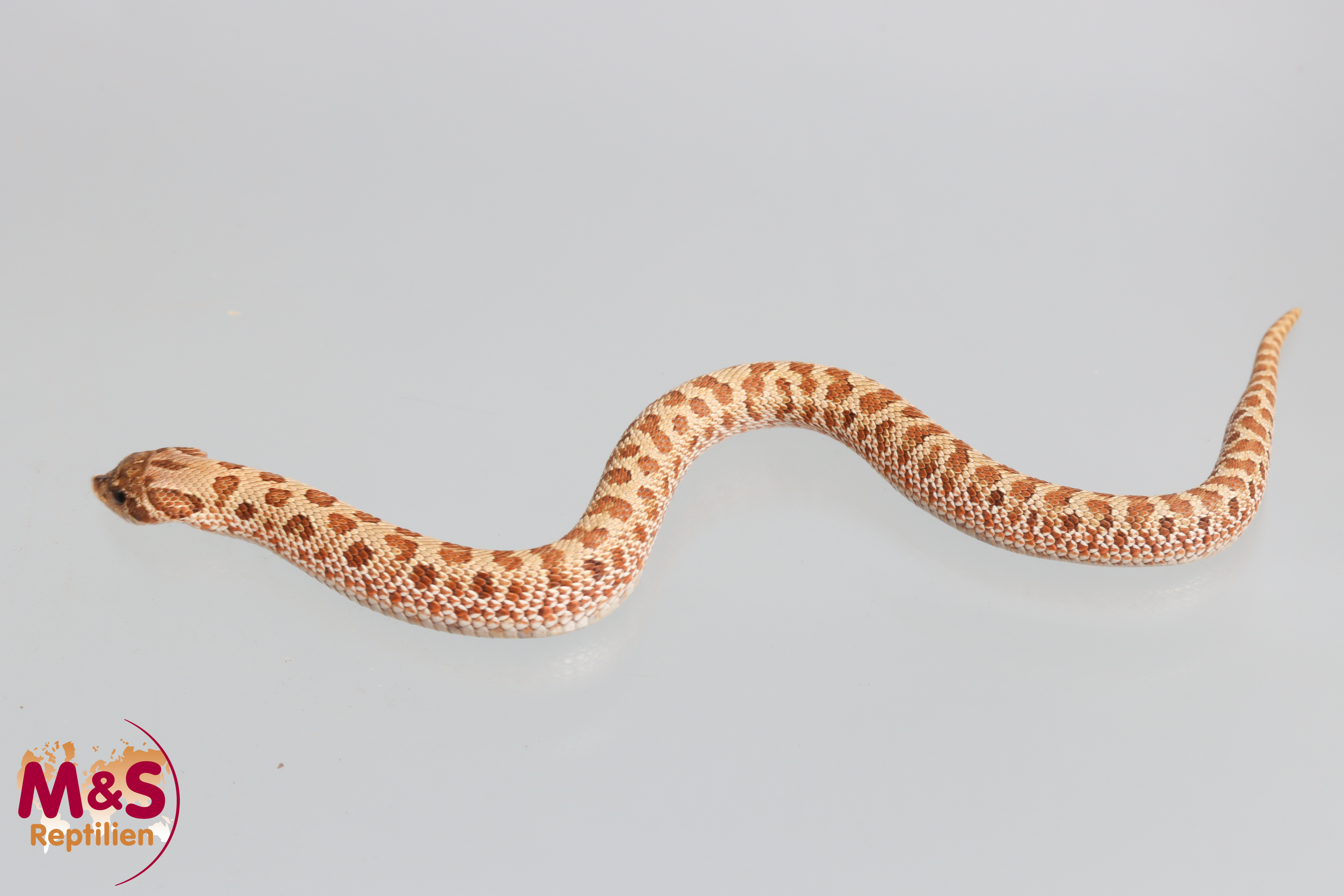 Frosted Hakennasennatter NZ´26 (ca.15-20 cm) Heterodon nasicus