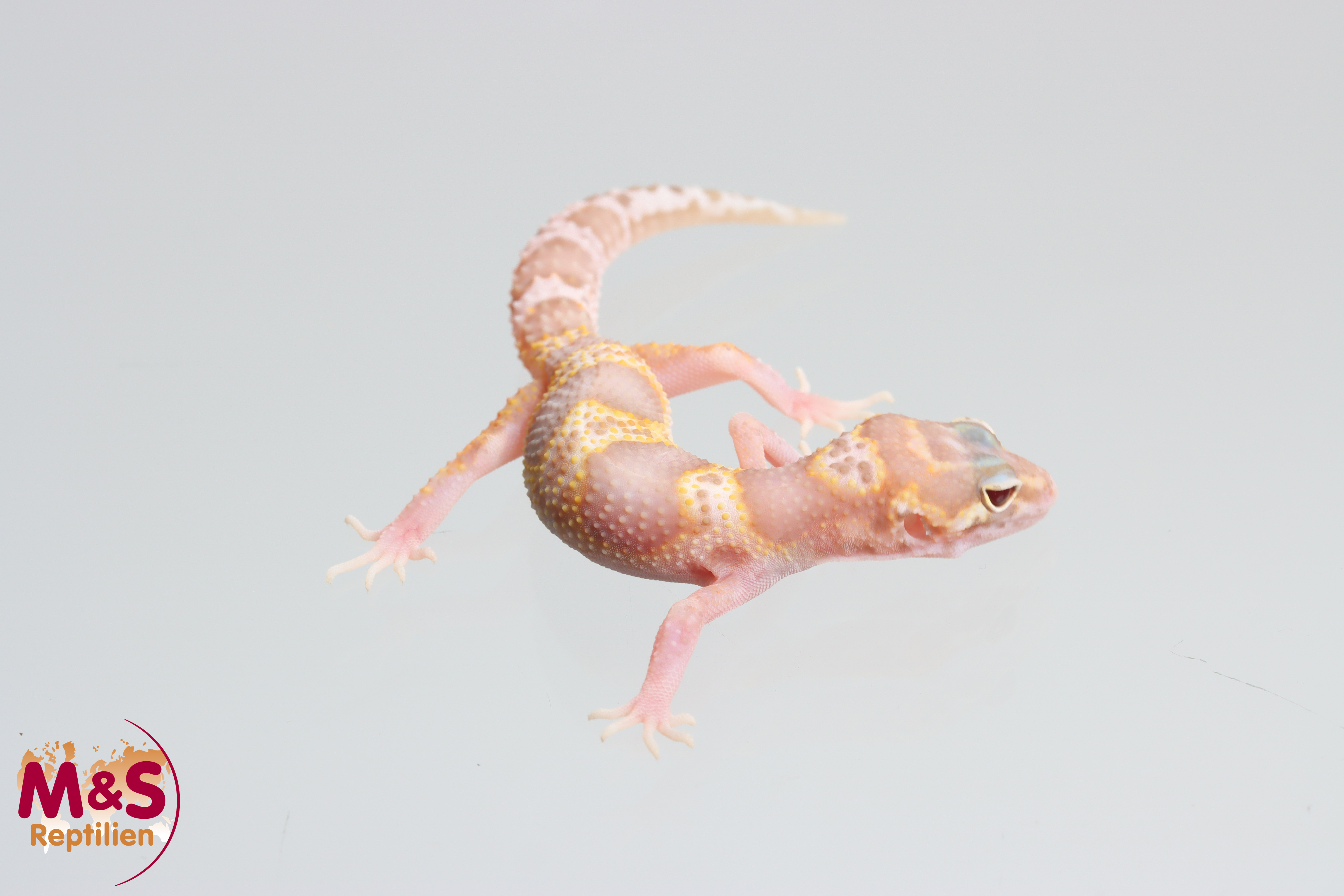 0.1 (Female) Giant W+Y MS Raptor Leopardgecko NZ'25 (medium) E. macularius (Originalbild)