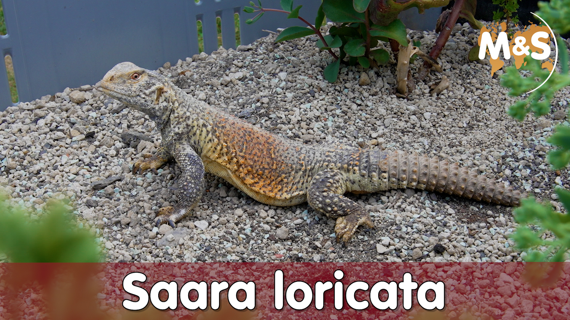 Seltene Irakische Dornschwanzagame | Saara loricata