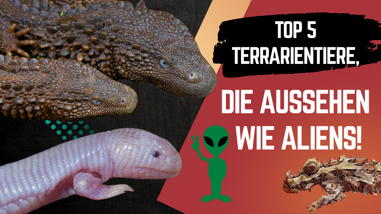 Diese 5 Reptilien sehen aus wie ALIENS – du wirst staunen!
