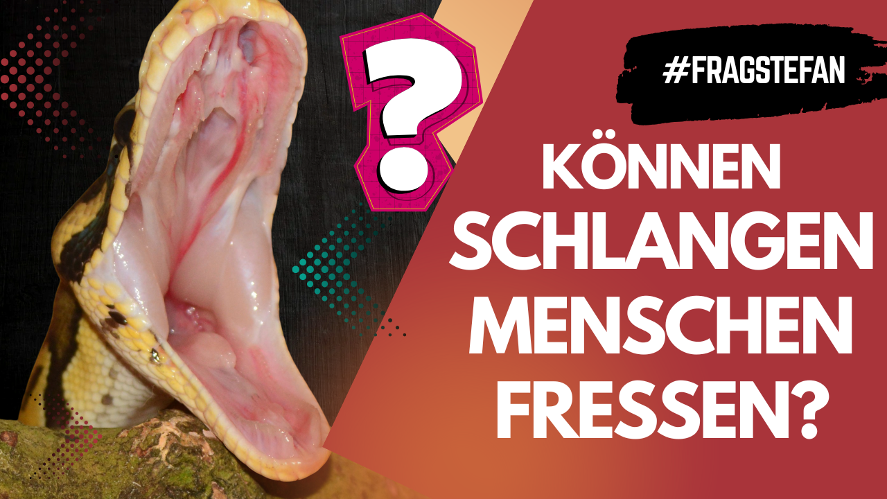 Frisst eine Riesenschlange wirklich Menschen? ? | Frag Stefan Teil 2