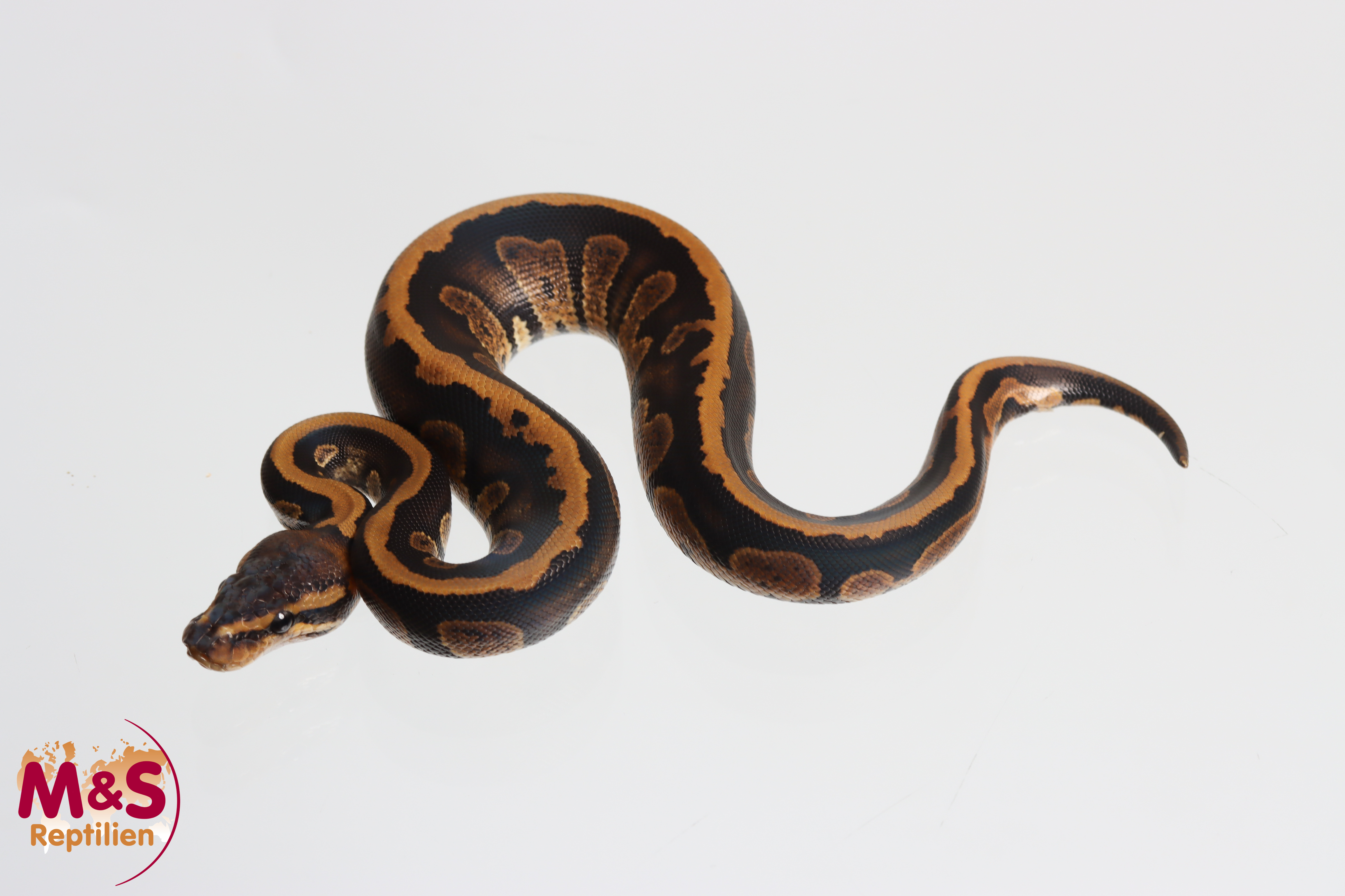 1.0 (Male) Stranger poss. Black Head Königspython NZ' 26 Python regius