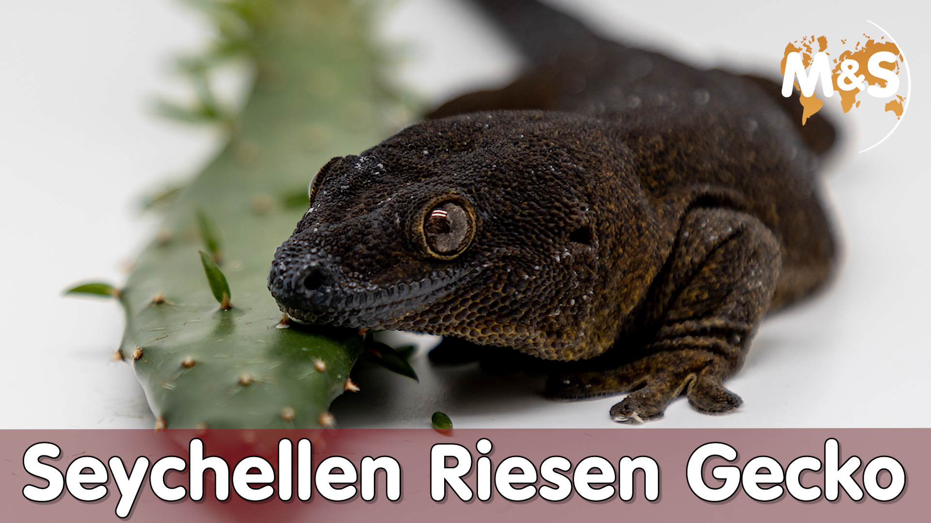 Seltenster Gecko der WELT | Seychellen Riesen Gecko