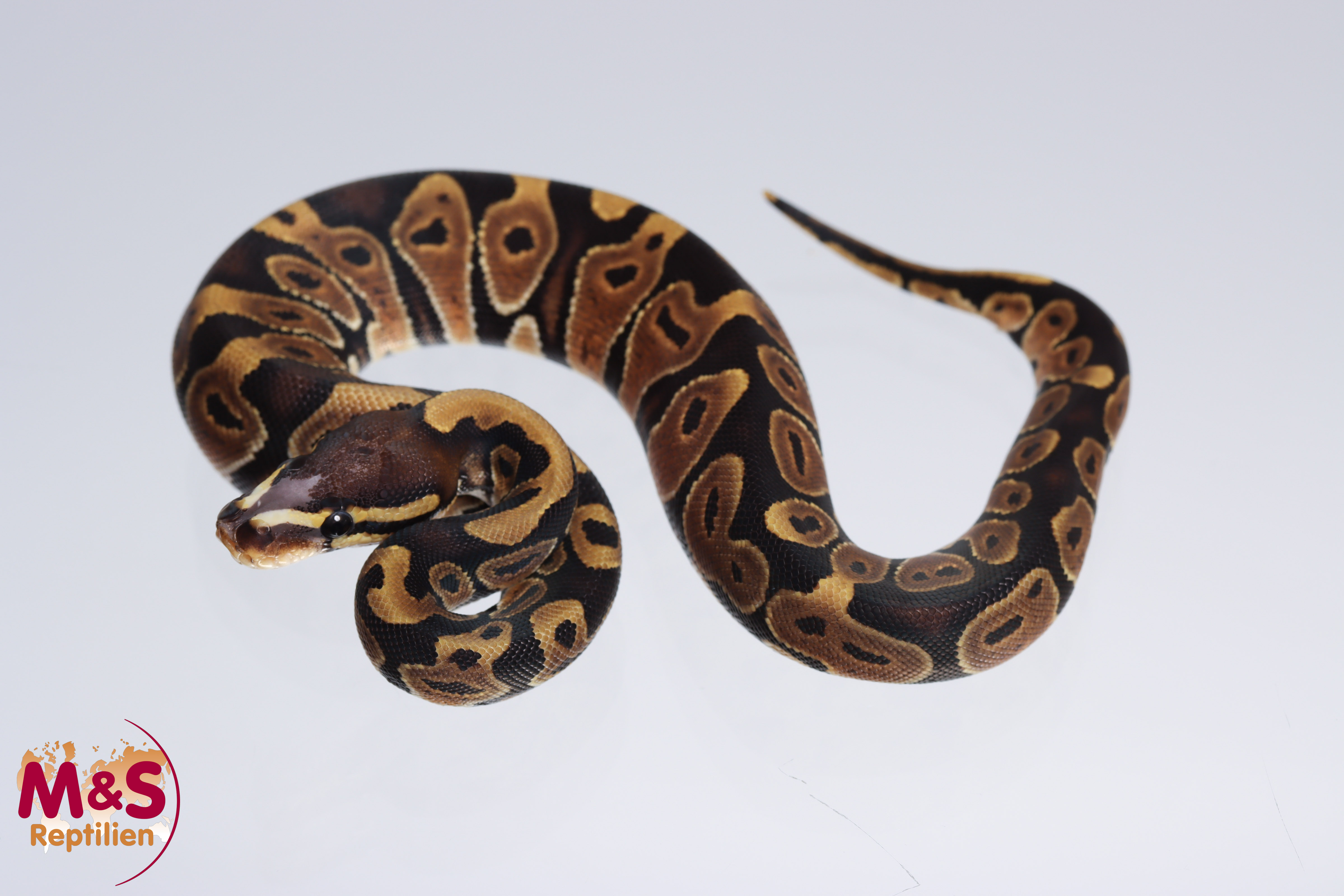 0.1 (Female) Scaleless Head Königspython NZ´M&S´22 Python regius