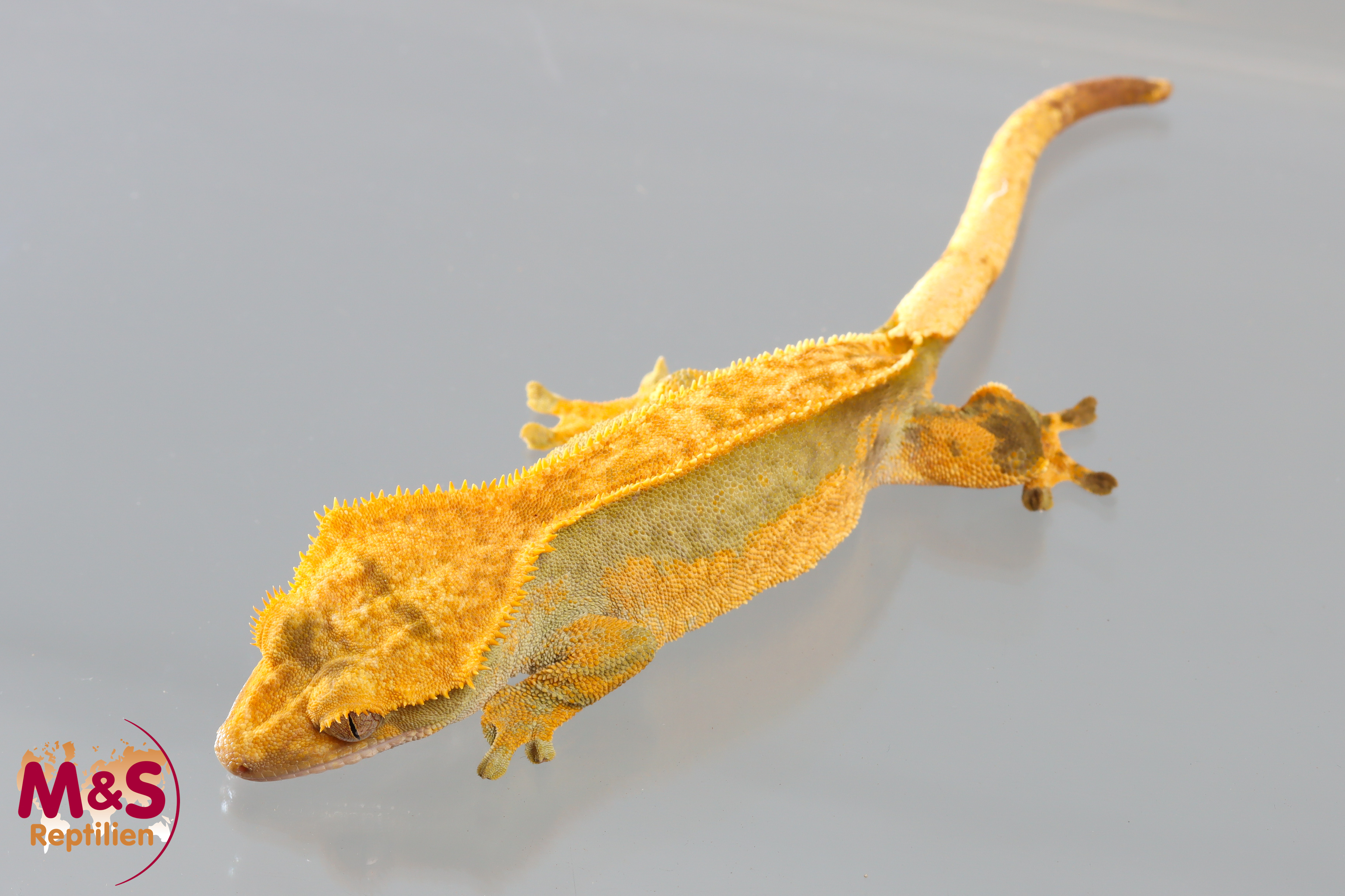 1.0 (Male) Riesengecko -Friedel x Friedel (small-medium) NZ´M&S 25 R. leachianus (Originalbild)