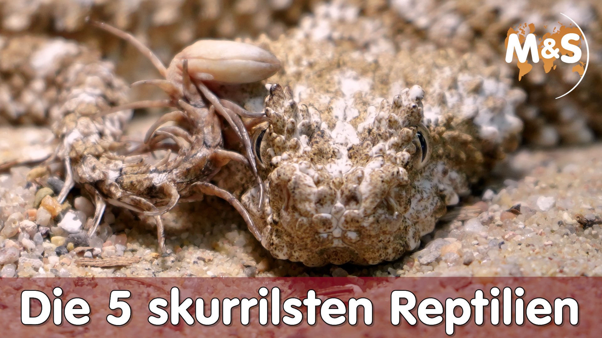 Die 5 skurrilsten Reptilien