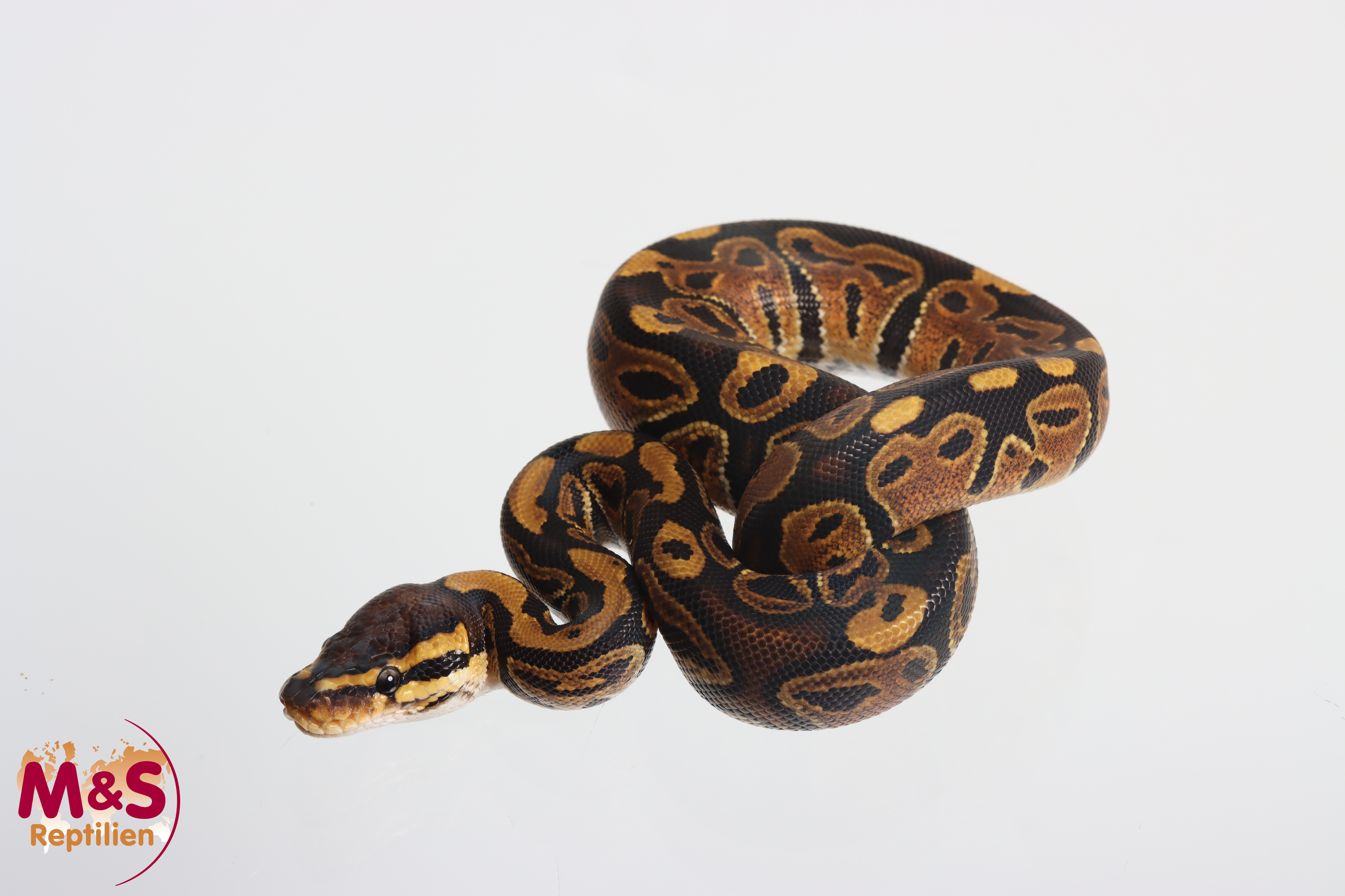 1.0 (Male) 100 % hetero Sunset 50% poss. het. Piebald Königspython NZ'M&S'25 Python regius