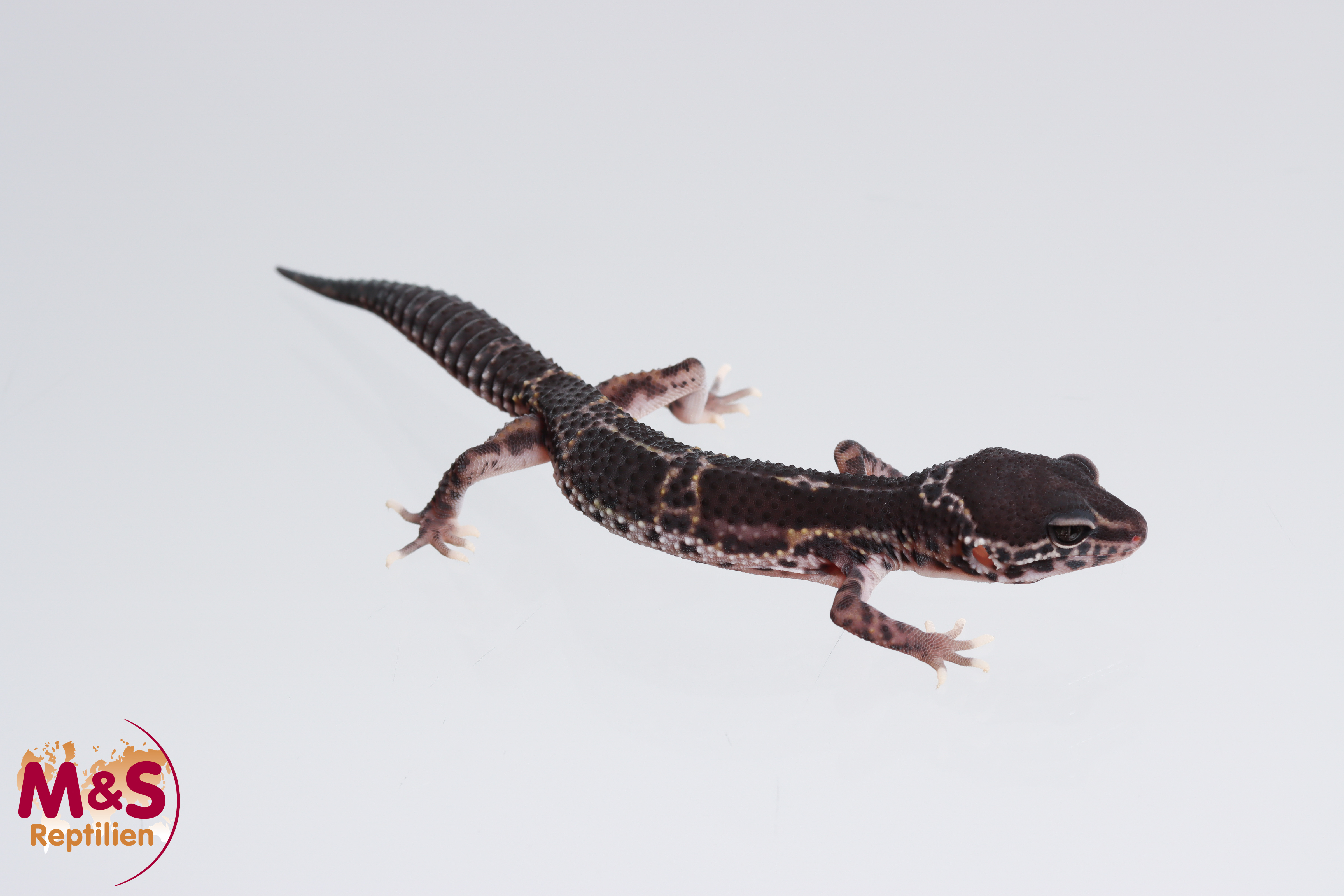Black Night Mack Snow het. Eclipse Leopardgecko NZ´23 (small) Eublepharis macularius (Originalbild)